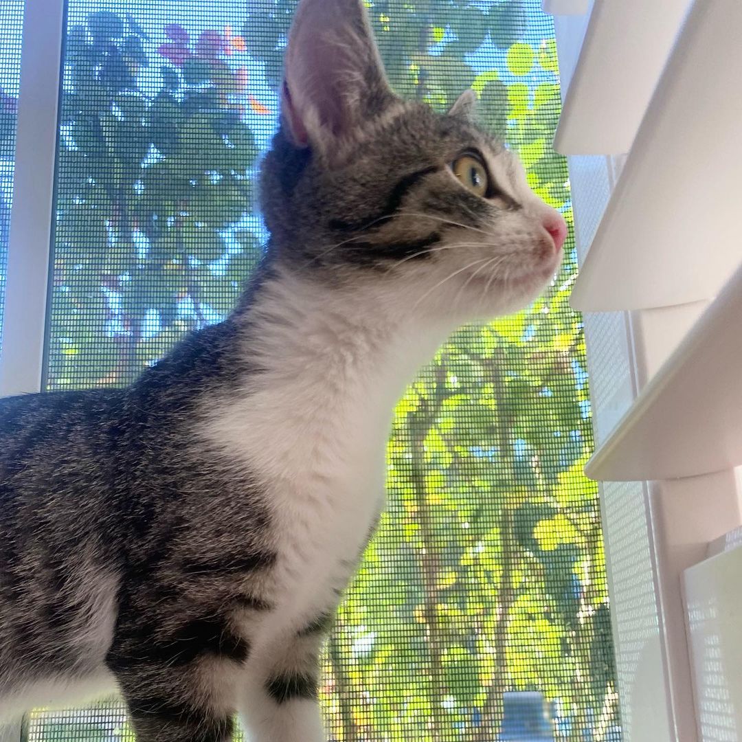 Hello- from Melody! 
Melody got her name because of her cute meow. She is a bundle on energy, moving and playing with her siblings or climbing all over her people. She is friendly with everyone and is a very social kitten. She has been raised with kids, cats and dogs and would be a great addition to your family. ❤️ She really is the perfect little cat and we know you will love her as much as we do! 
All of her siblings have been adopted and now it’s her turn!!
She is UTD on vax, combo tested and will be spayed when she’s a little older. 
We are looking for a home for Miss Melody that has another kitty or cat friendly dog for her to play and interact with.
DM for an adoption questionnaire!
.

.
.

.
.
.
.
.
.
.
<a target='_blank' href='https://www.instagram.com/explore/tags/tabbykitten/'>#tabbykitten</a><a target='_blank' href='https://www.instagram.com/explore/tags/turkishvanmix/'>#turkishvanmix</a><a target='_blank' href='https://www.instagram.com/explore/tags/kittyboo/'>#kittyboo</a><a target='_blank' href='https://www.instagram.com/explore/tags/kittensdaily/'>#kittensdaily</a><a target='_blank' href='https://www.instagram.com/explore/tags/fosteringsaveslives/'>#fosteringsaveslives</a><a target='_blank' href='https://www.instagram.com/explore/tags/catfoster/'>#catfoster</a><a target='_blank' href='https://www.instagram.com/explore/tags/fostercat/'>#fostercat</a><a target='_blank' href='https://www.instagram.com/explore/tags/fosterkitten/'>#fosterkitten</a><a target='_blank' href='https://www.instagram.com/explore/tags/catrescue/'>#catrescue</a><a target='_blank' href='https://www.instagram.com/explore/tags/scv/'>#scv</a><a target='_blank' href='https://www.instagram.com/explore/tags/santaclaritavalley/'>#santaclaritavalley</a><a target='_blank' href='https://www.instagram.com/explore/tags/adoptacat/'>#adoptacat</a><a target='_blank' href='https://www.instagram.com/explore/tags/kittycatsofinstagram/'>#kittycatsofinstagram</a><a target='_blank' href='https://www.instagram.com/explore/tags/catlovers/'>#catlovers</a><a target='_blank' href='https://www.instagram.com/explore/tags/catsrule/'>#catsrule</a>