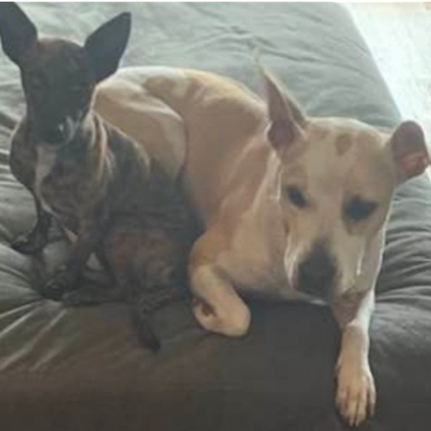 Poppy and her new bestie, Gypsy, OMG, Gypsy LOVES LOVES LOVES Poppy!!!!!
POPPY NEEDS A FOREVER HOME!
<a target='_blank' href='https://www.instagram.com/explore/tags/PoochSaversRescue/'>#PoochSaversRescue</a>
Every Dog Deserves A Second Chance
Saving one dog will not change the world, but for that one dog, the world will change! ❤
You have the power to change a life, please do not waste it!
