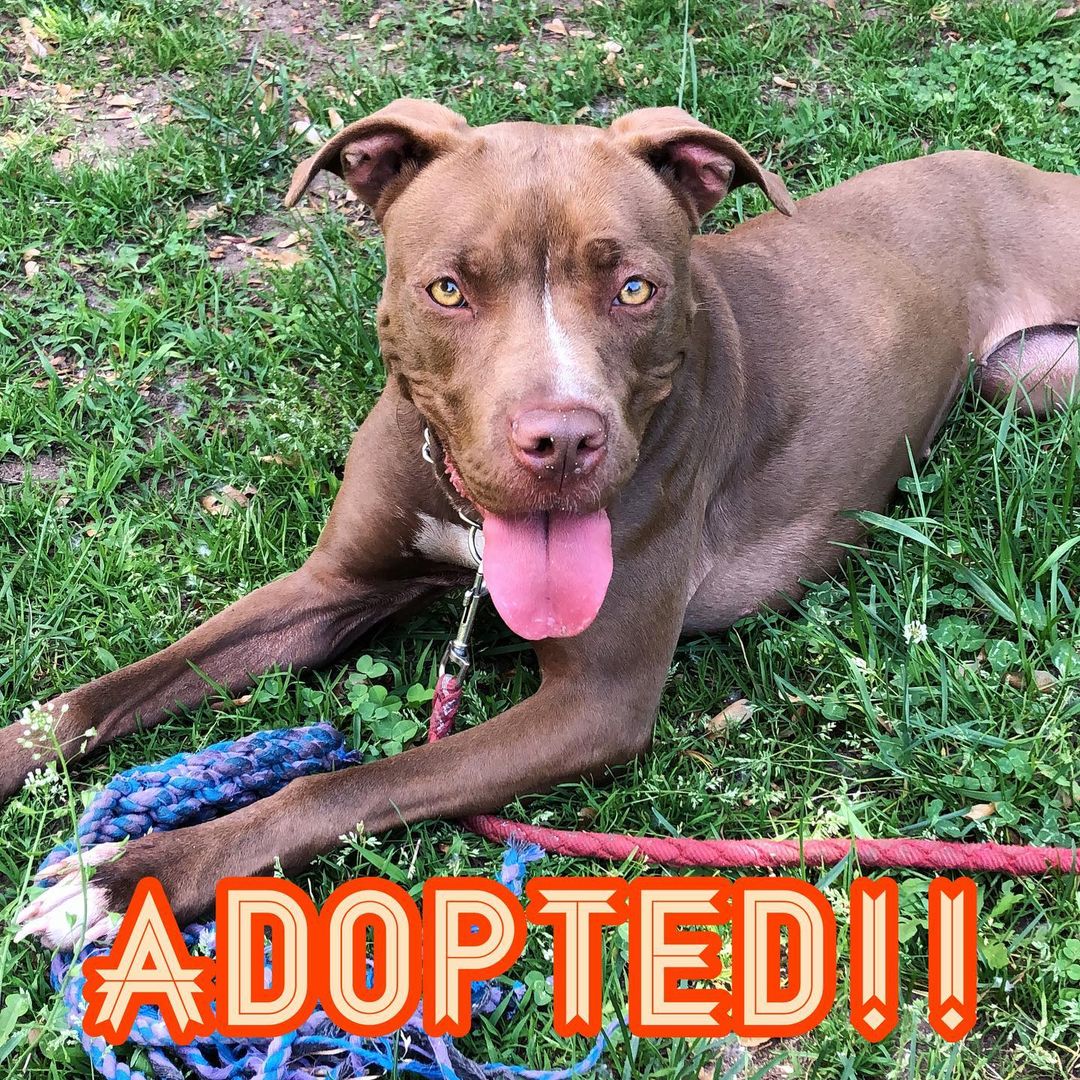 So happy to announce that our sweet Saffron was adopted!! 🎉🧡💛🧡💛🧡💛🧡 <a target='_blank' href='https://www.instagram.com/explore/tags/happytails/'>#happytails</a> <a target='_blank' href='https://www.instagram.com/explore/tags/saffronthedog/'>#saffronthedog</a> <a target='_blank' href='https://www.instagram.com/explore/tags/newhavenanimalshelter/'>#newhavenanimalshelter</a> <a target='_blank' href='https://www.instagram.com/explore/tags/adoptdontshop/'>#adoptdontshop</a> <a target='_blank' href='https://www.instagram.com/explore/tags/rescueyourbestfriend/'>#rescueyourbestfriend</a>