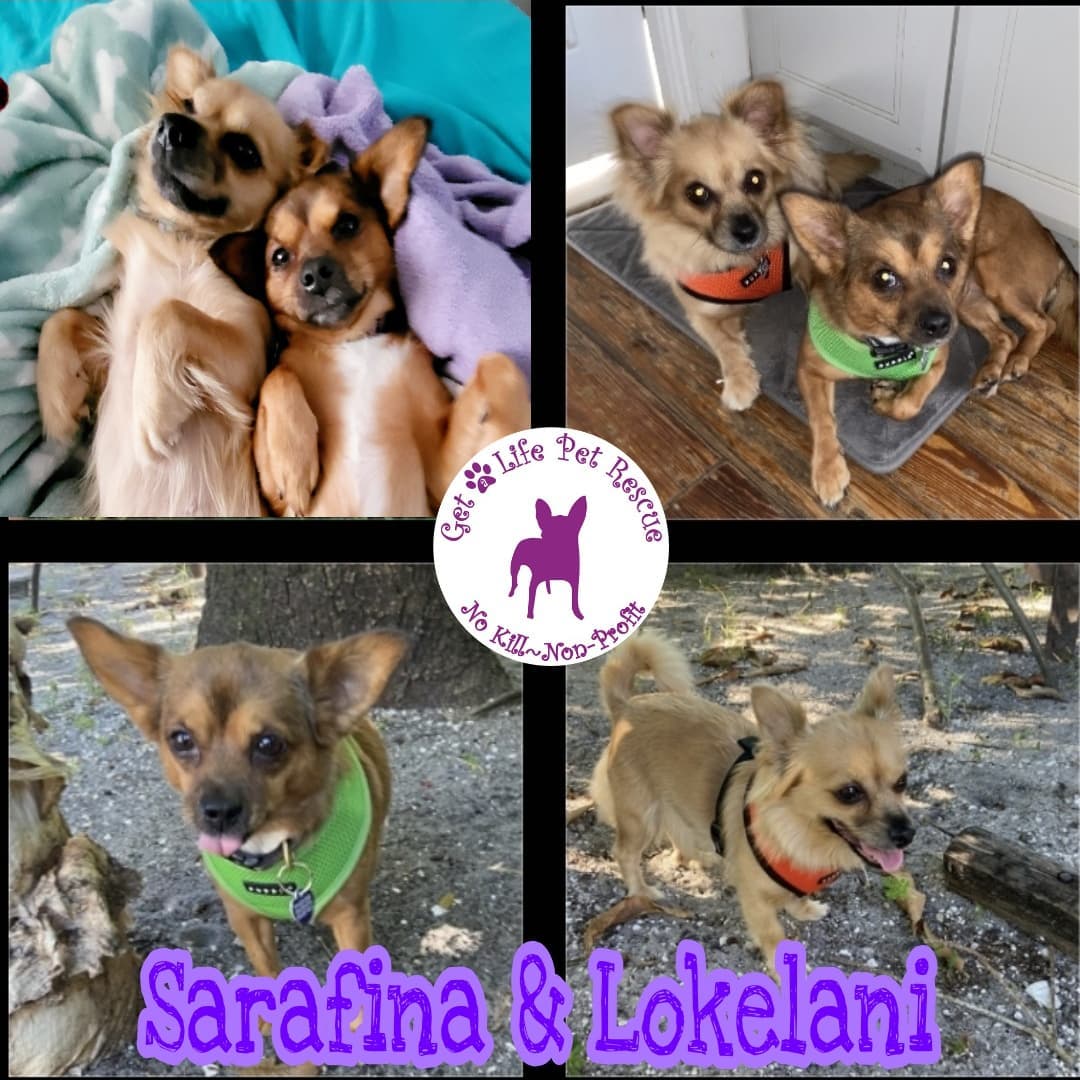 Adoptable pair, Lokelani Mama and Sarafina Daughter are Pomeranian Chihuahua mixes with loving personalities. They are 6 and 5 years old, 13 pounds and healthy. They had dental cleanings along with blood work,  exam, heartworm test, fecal test, ehrlichia & Lyme tests, microchip and spays. They are not good with cats or small children. They just don't like small children's fast moves. Please share and apply to adopt on our website at https://www.getalifepetrescue.com/galpr-info/adoptables.html