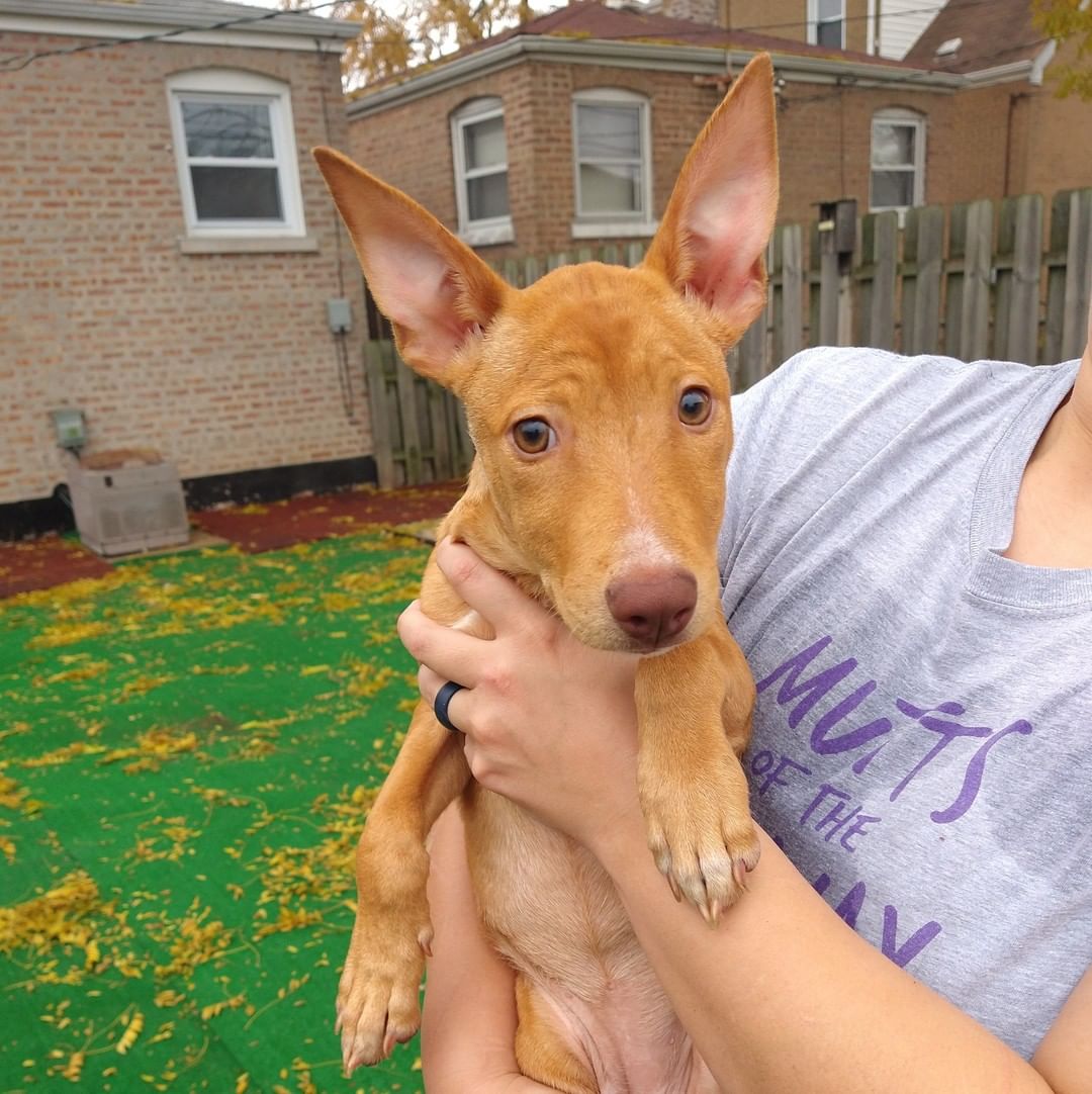 Happy Saturday from Micah and both of her ears! 😍