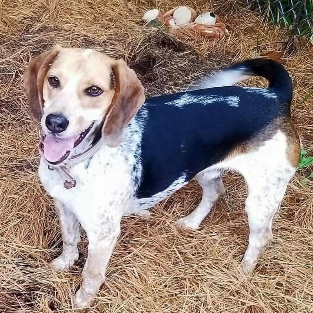 Tweezer is a handsome, two-year-old pup, whose favorite thing to do (like many hounds) is put his nose to work outside! He previously lived in a home with many other dogs and people, so he would prefer to find a home where he doesn’t need to fight for attention and can receive all the love he deserves. He may be able to live with another dog and older children given a successful meet and greet, and he would do best in a cat-free home. If you are interested in adopting Tweezer, fill out an application on our website today!

<a target='_blank' href='https://www.instagram.com/explore/tags/adoptdontshop/'>#adoptdontshop</a> <a target='_blank' href='https://www.instagram.com/explore/tags/dog/'>#dog</a> <a target='_blank' href='https://www.instagram.com/explore/tags/dogsofinstagram/'>#dogsofinstagram</a> <a target='_blank' href='https://www.instagram.com/explore/tags/rescuedogsofinstagram/'>#rescuedogsofinstagram</a> <a target='_blank' href='https://www.instagram.com/explore/tags/houndsofinstagram/'>#houndsofinstagram</a> <a target='_blank' href='https://www.instagram.com/explore/tags/hound/'>#hound</a> <a target='_blank' href='https://www.instagram.com/explore/tags/rescuedog/'>#rescuedog</a> <a target='_blank' href='https://www.instagram.com/explore/tags/adoptadog/'>#adoptadog</a>