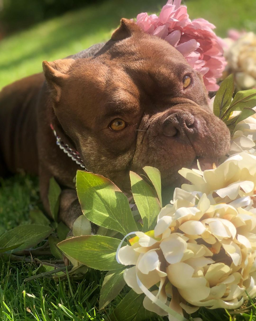 Swooooooning over this photoshoot of LAVERNE 🌸😍

Laverne joined us last week! She was dumped with Shirley in a shelter night-drop, and just like Shirley, this poor girl was in need of immediate medical attention. We were able to save them both and thanks to our friends at CARES, Laverne & Shirley received the care they needed for vaginal prolapse, spays, dentals and lots more.

Big shoutout to Yas who stepped up to foster Laverne, despite her extra medical needs, and snapped these adorrrrrable photos! 🥰 Laverne is doing great, settling in nicely to her new foster home, eating well and a total sweetie pie. When she first got to @yawesome’s, she was dragging her back left leg, but that is no longer the case and she can touch her toes to the ground!

In fact…Laverne’s doing TOO well 🤣 She needs to be on crate rest while she heals and lil miss thang thinks she’s ready to run around! Soon baby girl soooonnnnnn!

She’s about 39 pounds, 4 years old, good with other dogs and older kids. If you’d like to meet miss Laverne, please fill out an adoption application on our website thelittlereddog.org or click the link in our bio!

Thank you to everyone who continues to support our mission so we can urgently save dogs like Laverne & Shirley and provide second chances. Can’t do it without ya! ❤️