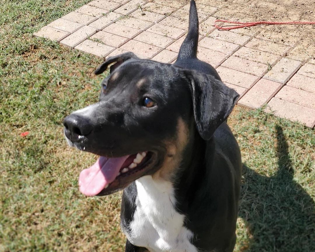 🌟 AVAILABLE 🌟 - retriever/kelpie mixed breed

This handsome tri-color boy is Rookie! He is a 2yr old retriever/kelpie mix (guess). He may have some Aussie and/or another breed or two in him as well. He weighs 50lbs and is as healthy as a horse! He is a goofy, happy, and active boy. He LOVES other dogs of all sizes and enjoys running and playing. He likes to go for runs, walks, and play fetch. He is not a fan of the swimming pool. He is fantastic with kids and would happily keep them busy playing all day. While being active he is also an easy-going, social butterfly. Rookie is house trained, up to date on vaccines, monthly flea/tick/heartworm prevention, is neutered and ready for a FUREVER home. If you think this well rounded boy would be a fit for you please use the link below to submit an adoption application. 

Adoption Application:
https://airtable.com/shr305FuyR4v4JWQb

Petfinder Link:  https://www.petfinder.com/dog/rookie-id-number-583-53536451/pa/blue-bell/furry-tales-animal-rescue-pa1105/

Website Link: https://furrytalesrescue.wixsite.com/home

PLEASE note that we are a 100% volunteer foster-based rescue. It may take a few days or up to 1-2 weeks to hear back from us. 

** We are based out of Blue Bell, PA. We allow adoptions to PA, NJ, MD, DE, VA, WV, CT and NY. At this time we do not adopt out to homes who are over ~200 miles from our location. *

.
.
.
.
.
<a target='_blank' href='https://www.instagram.com/explore/tags/rescue/'>#rescue</a> <a target='_blank' href='https://www.instagram.com/explore/tags/adoptme/'>#adoptme</a> <a target='_blank' href='https://www.instagram.com/explore/tags/rescuedogs/'>#rescuedogs</a> <a target='_blank' href='https://www.instagram.com/explore/tags/rescuedogsrock/'>#rescuedogsrock</a> <a target='_blank' href='https://www.instagram.com/explore/tags/kelpie/'>#kelpie</a> <a target='_blank' href='https://www.instagram.com/explore/tags/retriever/'>#retriever</a> <a target='_blank' href='https://www.instagram.com/explore/tags/mixedbreed/'>#mixedbreed</a> <a target='_blank' href='https://www.instagram.com/explore/tags/highenergy/'>#highenergy</a> <a target='_blank' href='https://www.instagram.com/explore/tags/goodboy/'>#goodboy</a> <a target='_blank' href='https://www.instagram.com/explore/tags/dogoftheday/'>#dogoftheday</a>