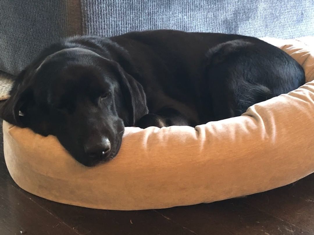 A few weeks ago, we agreed to help a Labrador named Rouster who came from a very sad situation in Georgia...

Well, Rouster has arrived, and he is officially settling in at his foster home!

So far, he is doing really well with the other dogs, and loves all people he meets. Rouster is learning that going outside for potty and play is a good thing, and that he no longer has to stay inside at all times. His foster mom reports that he is VERY sweet and gentle and an overall mellow boy. 

Stay tuned for more Rouster updates as he continues to get comfortable in his foster home and his adoption journey begins!

<a target='_blank' href='https://www.instagram.com/explore/tags/fosteringsaveslives/'>#fosteringsaveslives</a> <a target='_blank' href='https://www.instagram.com/explore/tags/rescuedog/'>#rescuedog</a> <a target='_blank' href='https://www.instagram.com/explore/tags/fosterfamily/'>#fosterfamily</a> <a target='_blank' href='https://www.instagram.com/explore/tags/blacklab/'>#blacklab</a> <a target='_blank' href='https://www.instagram.com/explore/tags/labrador/'>#labrador</a> <a target='_blank' href='https://www.instagram.com/explore/tags/retriever/'>#retriever</a> <a target='_blank' href='https://www.instagram.com/explore/tags/adoptadoginc/'>#adoptadoginc</a> <a target='_blank' href='https://www.instagram.com/explore/tags/adoptionjourney/'>#adoptionjourney</a> <a target='_blank' href='https://www.instagram.com/explore/tags/rescue/'>#rescue</a> <a target='_blank' href='https://www.instagram.com/explore/tags/rescuedog/'>#rescuedog</a> <a target='_blank' href='https://www.instagram.com/explore/tags/dogsofinstagram/'>#dogsofinstagram</a> <a target='_blank' href='https://www.instagram.com/explore/tags/newlife/'>#newlife</a> <a target='_blank' href='https://www.instagram.com/explore/tags/newbeginning/'>#newbeginning</a> <a target='_blank' href='https://www.instagram.com/explore/tags/welcome/'>#welcome</a> <a target='_blank' href='https://www.instagram.com/explore/tags/westchestercounty/'>#westchestercounty</a> <a target='_blank' href='https://www.instagram.com/explore/tags/fairfieldcounty/'>#fairfieldcounty</a>