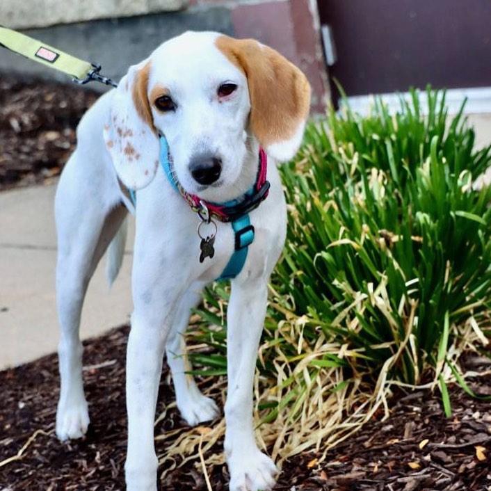 We’ve got a lot of dogs who are looking to secure a permanent spot at your Thanksgiving table next week! 

This group of pooches PLUS Wanda, Scarlett, and the artist named pups from yesterday will all be hanging out at Petsmart today from 10am-1pm. If you think you’ll have some extra turkey to spare, check out their bios and come meet them!