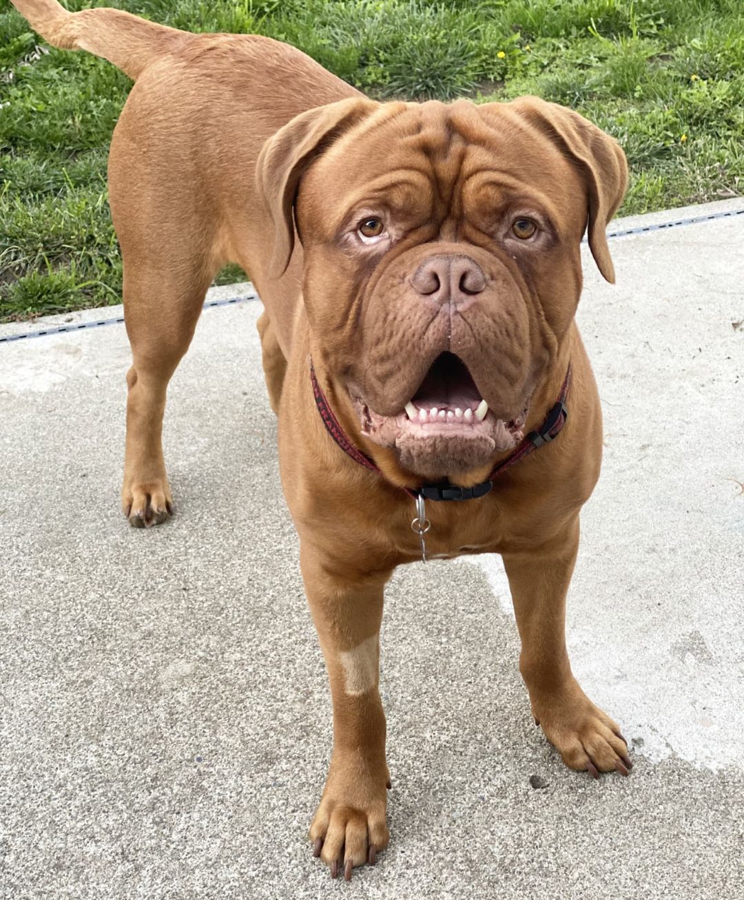 Meet Hank the Tank!  He is a 16 month old Dogue de Bordeaux who is 16 months old. He weighs 115lbs and will probably fill out more. Tank is an unbelievable majestic creature who deserves a loving family and home! 

Hank can be stubborn, go head first into everything, but is the most gentle giant.  He is an absolute true companion.  He loves stuffed animals....never shreds them, but loves to gnaw on them.  He loves to sneak on the bed, although he is not allowed to sleep on it.  

He is excellent with kids and animals.  Although, he does not realize how large he is, so he can accidentally knock someone over.  He is also a house dog...he loves sunbathing and playing in a yard, but sleeps inside the house.

He is not very barky except when he is protecting the home...against the amazon driver and mail man, or anytime he hears a doorbell. This is a guardian breed and is protective. For exercise, he only needs a nice 20 minute walk a day and to play some fetch.  He is not food driven, so you will not see any sense of urgency to eat. 

He is a loving loyal animal and wants to be with his family all of the time.  He literally will follow you from one room to another and just wants to be where you are.  He is excellent on car rides too. This breed drools a lot...he is a lot of DOG and does DOG things...  :)  

Tank is a courtesy post! If you are interested in adopting him, please fill out an application at gobeyondrescue.org