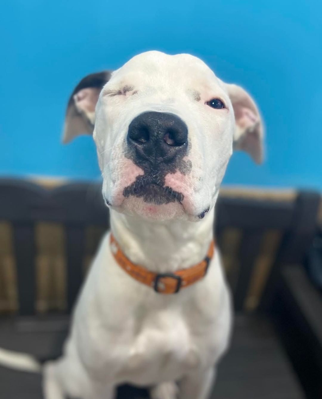 Hey All… I am Cam!

The staff at the shelter told me to work on my “winking face” as that can help me win over the hoomans and hopefully help me find my furever home. I have been practicing a lot… how did I do??

Www.Midwestanimalresq.Org/adopt

<a target='_blank' href='https://www.instagram.com/explore/tags/AdoptCam/'>#AdoptCam</a> <a target='_blank' href='https://www.instagram.com/explore/tags/wink/'>#wink</a> <a target='_blank' href='https://www.instagram.com/explore/tags/saturday/'>#saturday</a>