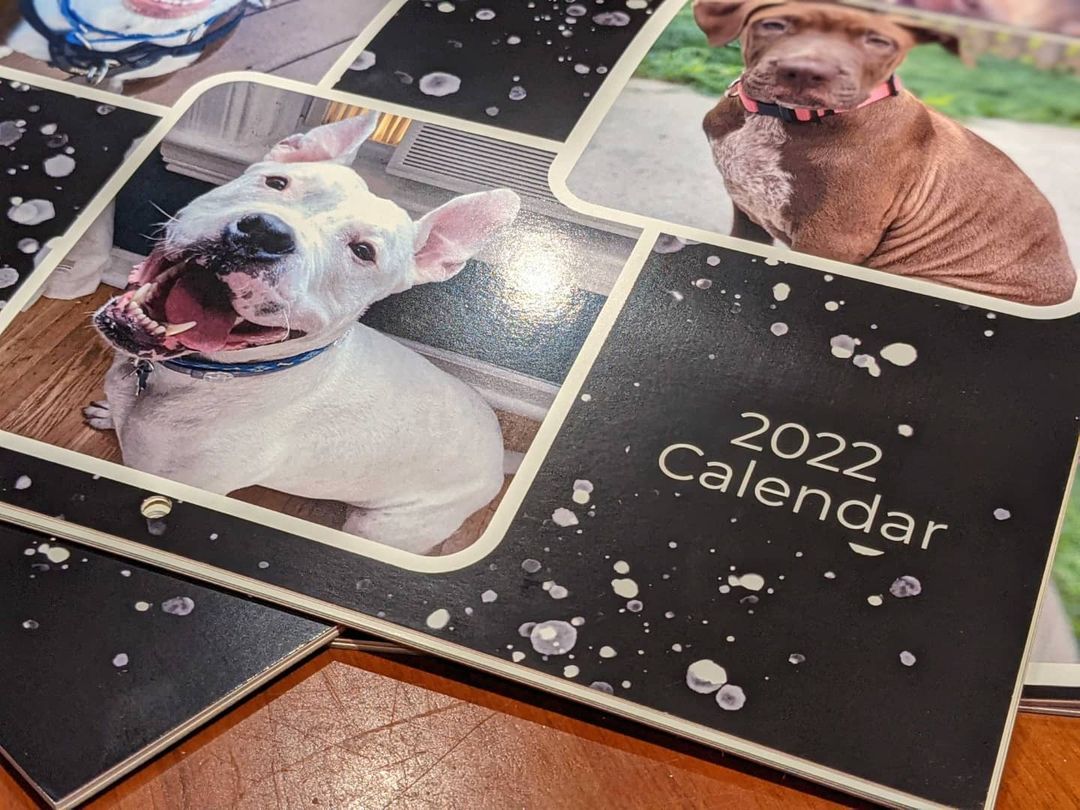 Have you snagged a <a target='_blank' href='https://www.instagram.com/explore/tags/RescuePit/'>#RescuePit</a> 2022 Calendar yet? Use code FREESHIP for free shipping at checkout! 
<a target='_blank' href='https://www.instagram.com/explore/tags/LinkInComments/'>#LinkInComments</a> <a target='_blank' href='https://www.instagram.com/explore/tags/AdoptDontShop/'>#AdoptDontShop</a> <a target='_blank' href='https://www.instagram.com/explore/tags/SupportYourLocalRescue/'>#SupportYourLocalRescue</a>