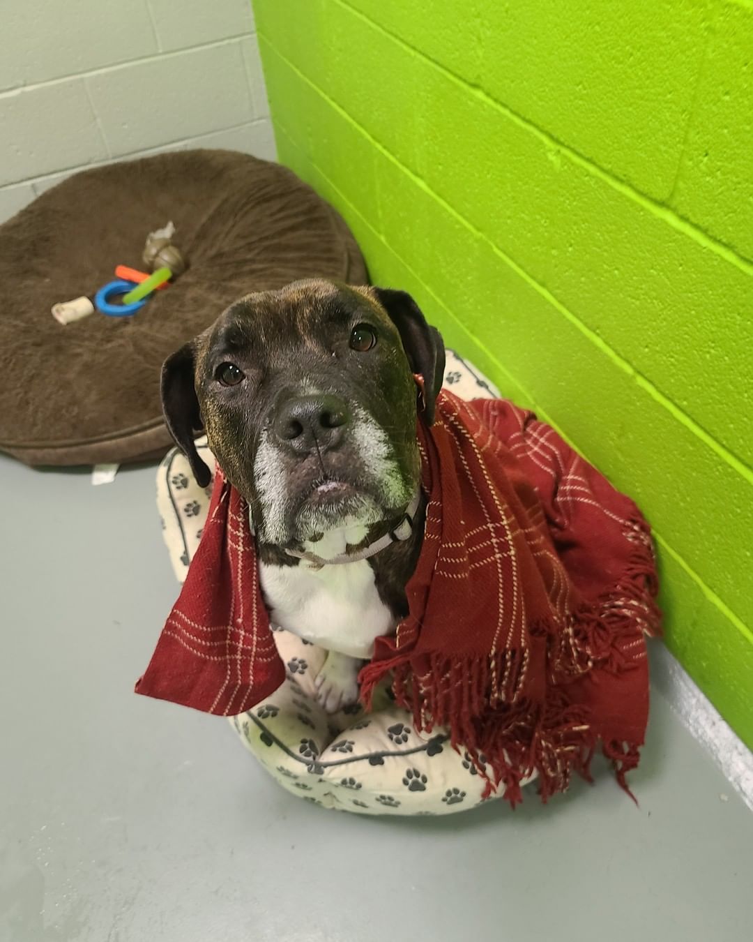 Rosalie has her blankie and lots of toys, now all she needs is you! 

Learn more about Rosalie at bit.ly/AdoptRosalie and come to meet her at LifeLine's Community Animal Center!

<a target='_blank' href='https://www.instagram.com/explore/tags/adoptdontshop/'>#adoptdontshop</a> <a target='_blank' href='https://www.instagram.com/explore/tags/adoptatl/'>#adoptatl</a> <a target='_blank' href='https://www.instagram.com/explore/tags/OurCityOurAnimals/'>#OurCityOurAnimals</a>