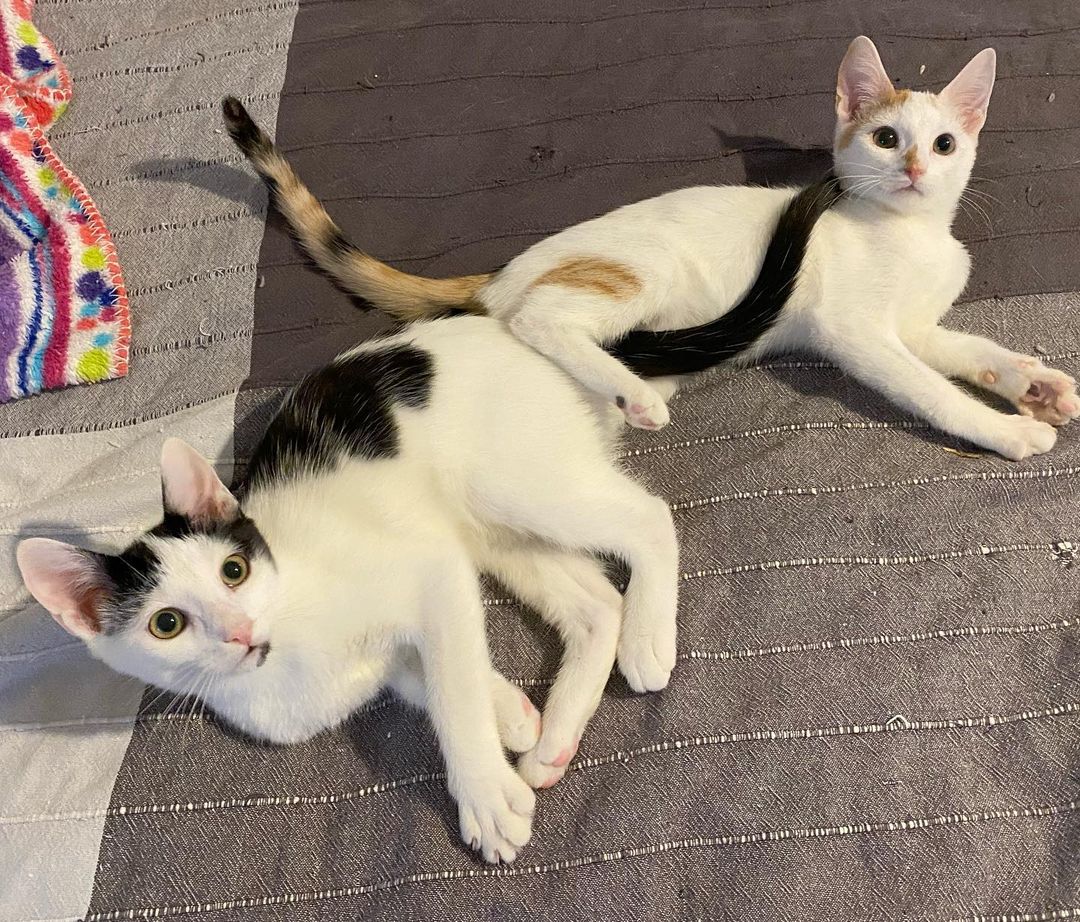 Happy Friday from some of mama Nori’s babies: GIUSEPPE, ROWINA and DARIA. They’ll be ready for adoption in a few weeks. They are sweet and fun kids! About 4 months old. 

omalleyalleycatrescue.com