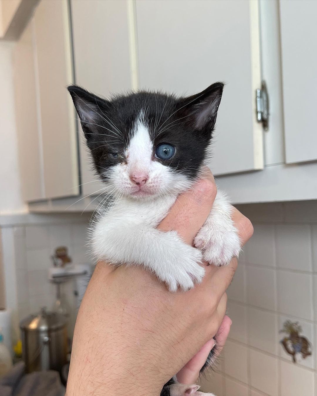 August and Betty 🤍

Our last two siblings to complete our trio! They have made quite the transformation since they arrived Just a few weeks ago. 

Your donations help make this work possible. Kittens require multiple vet visits, multiple deworming, vaccines, lots of food, lots of litter and supplies, toys, surgery — and the list goes on!! 

⬇️⬇️⬇️
You can help us out by donating:
•PayPal: kittensandbarbellsnyc@gmail.com (friends and family option) 
•VENMO: kittensandbarbells_ 
•Sending a @chewy gift card to us at kittensandbarbellsnyc@gmail.com ⬅️