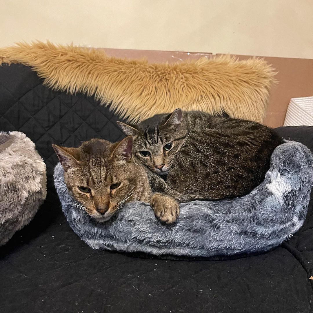 Someone might have to tell Lynx he’s got a stage 5 clinger 🥰 <a target='_blank' href='https://www.instagram.com/explore/tags/bondedpaircats/'>#bondedpaircats</a> <a target='_blank' href='https://www.instagram.com/explore/tags/adoptus/'>#adoptus</a> <a target='_blank' href='https://www.instagram.com/explore/tags/purrr/'>#purrr</a> <a target='_blank' href='https://www.instagram.com/explore/tags/catsanctuary/'>#catsanctuary</a> <a target='_blank' href='https://www.instagram.com/explore/tags/catstagram/'>#catstagram</a>