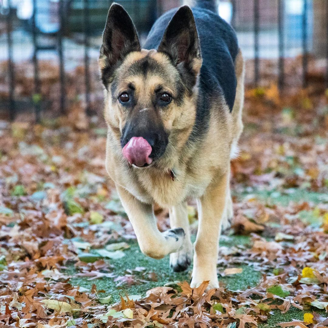 We’ll just leaf these here. 🍂🐶
Meet Myrtle! This sweet and adorable lady came to us from Dallas, Texas and is looking for a home outside the city. She’s 7-years-old and knows no personal space when it comes to getting scratches and cuddles. Myrtle walks well on a leash and loves to spend time outdoors. She can be a little too interested in small animals and cats so she prefers to be the only furry friend in your home. Stop by our Boston Animal Care & Adoption Center today to meet her when we open at 1PM!
.
.
.
.
.
Image description: photos show a happy German Shepherd dog playing outdoors in the Boston play yard. 
<a target='_blank' href='https://www.instagram.com/explore/tags/germanshepherd/'>#germanshepherd</a> <a target='_blank' href='https://www.instagram.com/explore/tags/adopt/'>#adopt</a> <a target='_blank' href='https://www.instagram.com/explore/tags/adoptdontshop/'>#adoptdontshop</a> <a target='_blank' href='https://www.instagram.com/explore/tags/dogs/'>#dogs</a> <a target='_blank' href='https://www.instagram.com/explore/tags/dogsofinstagram/'>#dogsofinstagram</a>  <a target='_blank' href='https://www.instagram.com/explore/tags/rescuedogsofinstagram/'>#rescuedogsofinstagram</a> <a target='_blank' href='https://www.instagram.com/explore/tags/rescuedog/'>#rescuedog</a>