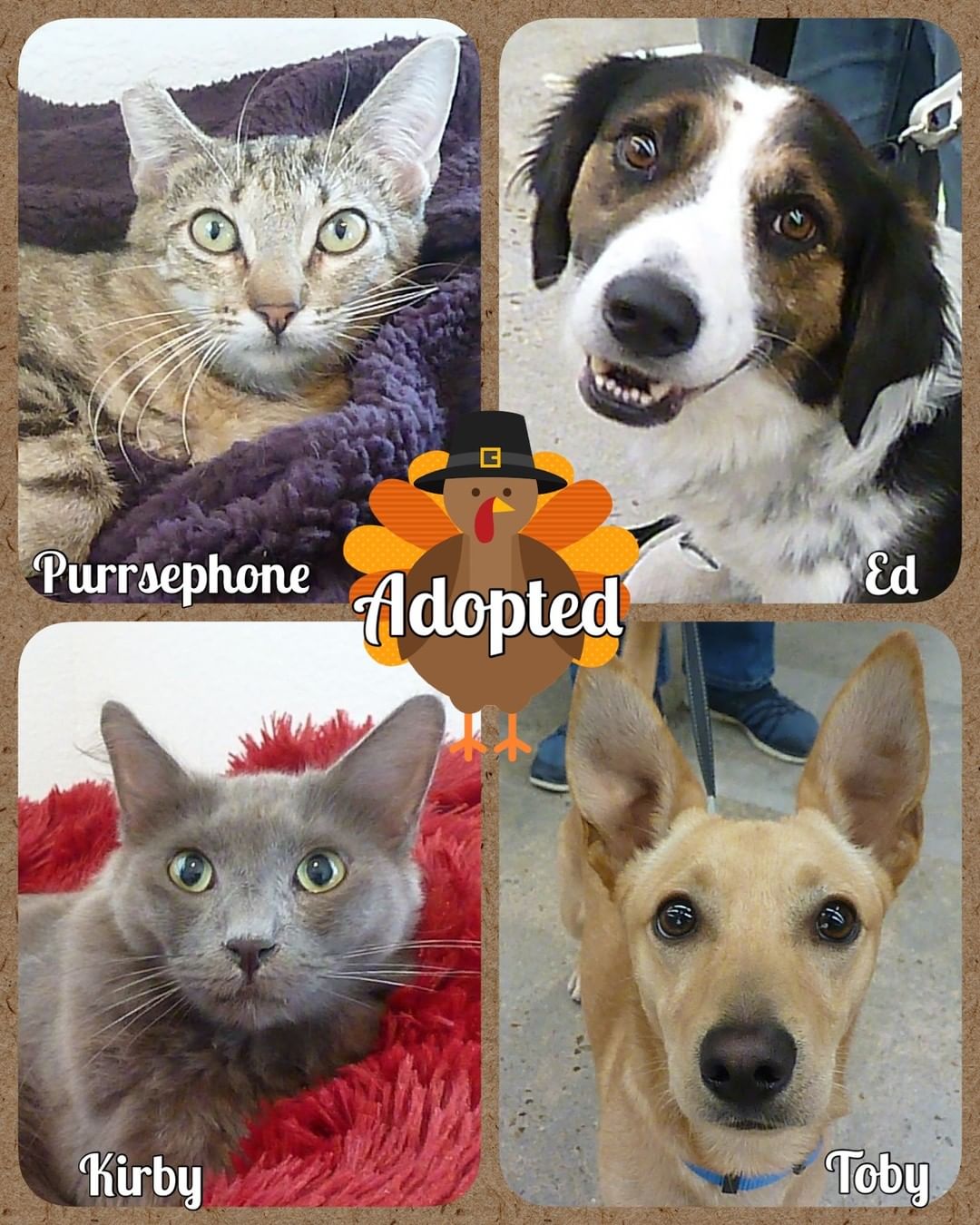 Congrats to these lucky pets who get to celebrate Thanksgiving with their forever families! 💕🐾