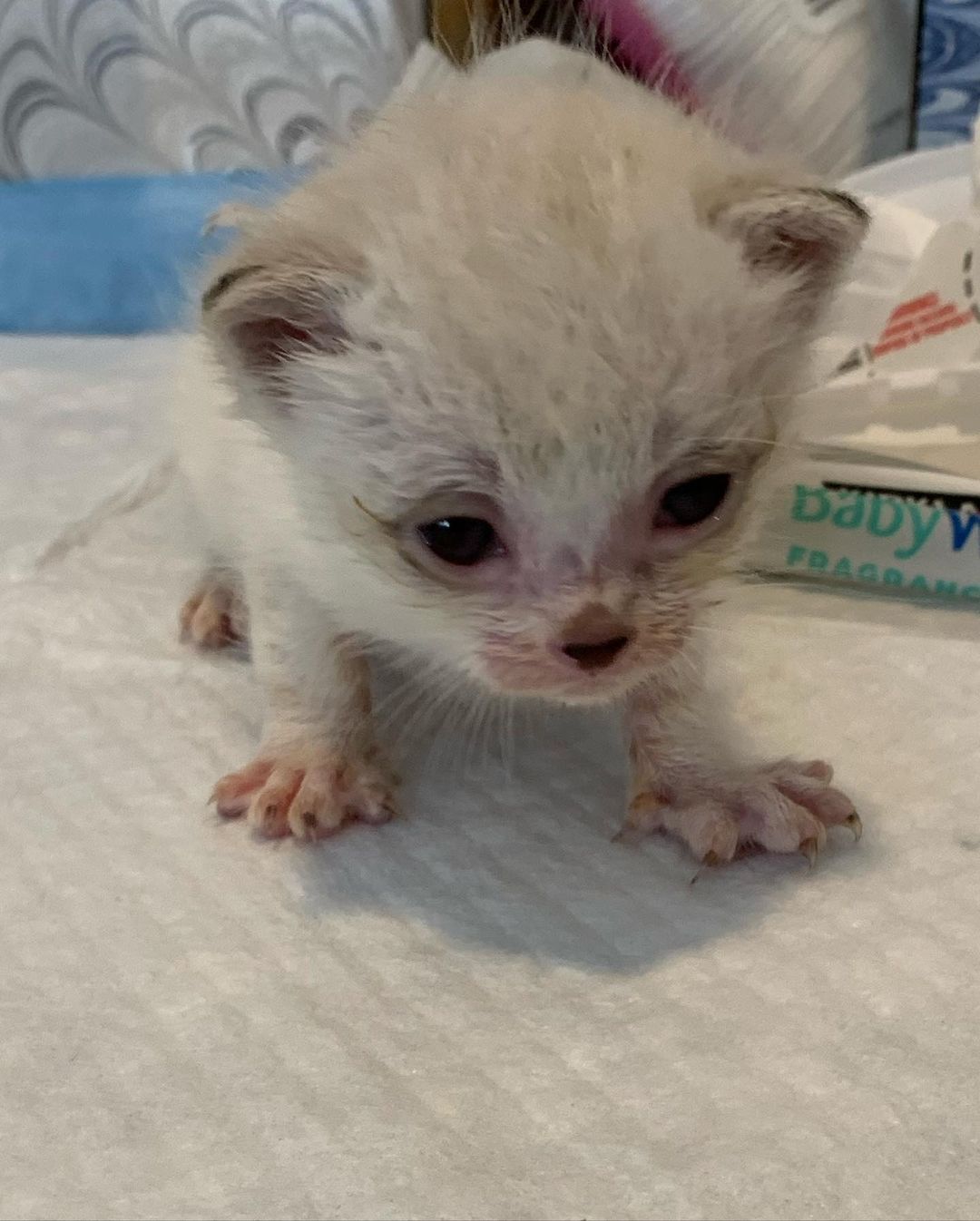 Little Wolf has not been doing great for the past couple of days. She stopped eating completely and did go to the vet yesterday morning. She is on meds and fluids and we were giving her tiny amounts via syringe all day. She is now the smallest of the group, and little Mouse is now way ahead of her. Kittens at this age are so fragile, but we are working hard —eat little Wolf 🐺 eat <a target='_blank' href='https://www.instagram.com/explore/tags/tinybutmighty/'>#tinybutmighty</a> <a target='_blank' href='https://www.instagram.com/explore/tags/getbettersoon/'>#getbettersoon</a> <a target='_blank' href='https://www.instagram.com/explore/tags/felinefriday/'>#felinefriday</a> <a target='_blank' href='https://www.instagram.com/explore/tags/siamesemix/'>#siamesemix</a>