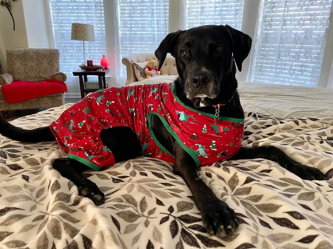 On a chilly morning, Carl likes to snuggle up in his Christmas Dinosaur PJ’s! 😬😂

If you're looking for a dog to snuggle with this holiday season and are within 250 miles of Lake Placid, NY, please visit our website: 
https://www.joshuafundrescue.org/adoptioninfo

❤️ The Joshua Fund Dog Rescue is a registered 501(c)(3) nonprofit organization. We are an all-volunteer organization and rely solely on donations to save dogs like this from high-kill shelters and put them in forever homes. Thank you for helping us save lives! ⁠❤️
-
-
-
<a target='_blank' href='https://www.instagram.com/explore/tags/joshuafunddogs/'>#joshuafunddogs</a> <a target='_blank' href='https://www.instagram.com/explore/tags/rescue/'>#rescue</a> <a target='_blank' href='https://www.instagram.com/explore/tags/rescuedogs/'>#rescuedogs</a> <a target='_blank' href='https://www.instagram.com/explore/tags/rescuedogsofinstagram/'>#rescuedogsofinstagram</a> <a target='_blank' href='https://www.instagram.com/explore/tags/rescuedisthebestbreed/'>#rescuedisthebestbreed</a> <a target='_blank' href='https://www.instagram.com/explore/tags/adoptdontshop/'>#adoptdontshop</a> <a target='_blank' href='https://www.instagram.com/explore/tags/dogsofinstagram/'>#dogsofinstagram</a> <a target='_blank' href='https://www.instagram.com/explore/tags/doglovers/'>#doglovers</a> <a target='_blank' href='https://www.instagram.com/explore/tags/adoptadog/'>#adoptadog</a> <a target='_blank' href='https://www.instagram.com/explore/tags/loveofdogs/'>#loveofdogs</a> <a target='_blank' href='https://www.instagram.com/explore/tags/nonprofit/'>#nonprofit</a> <a target='_blank' href='https://www.instagram.com/explore/tags/dogs/'>#dogs</a> <a target='_blank' href='https://www.instagram.com/explore/tags/shelterdog/'>#shelterdog</a> <a target='_blank' href='https://www.instagram.com/explore/tags/mansbestfriend/'>#mansbestfriend</a> <a target='_blank' href='https://www.instagram.com/explore/tags/petadoption/'>#petadoption</a> <a target='_blank' href='https://www.instagram.com/explore/tags/adoptme/'>#adoptme</a> <a target='_blank' href='https://www.instagram.com/explore/tags/dogoftheday/'>#dogoftheday</a> <a target='_blank' href='https://www.instagram.com/explore/tags/shelterdog/'>#shelterdog</a> <a target='_blank' href='https://www.instagram.com/explore/tags/rescuepetsofinstagram/'>#rescuepetsofinstagram</a> <a target='_blank' href='https://www.instagram.com/explore/tags/fosterdog/'>#fosterdog</a> <a target='_blank' href='https://www.instagram.com/explore/tags/fosterdogsofinstagram/'>#fosterdogsofinstagram</a> <a target='_blank' href='https://www.instagram.com/explore/tags/labsofinstagram/'>#labsofinstagram</a> <a target='_blank' href='https://www.instagram.com/explore/tags/labradorretriever/'>#labradorretriever</a>