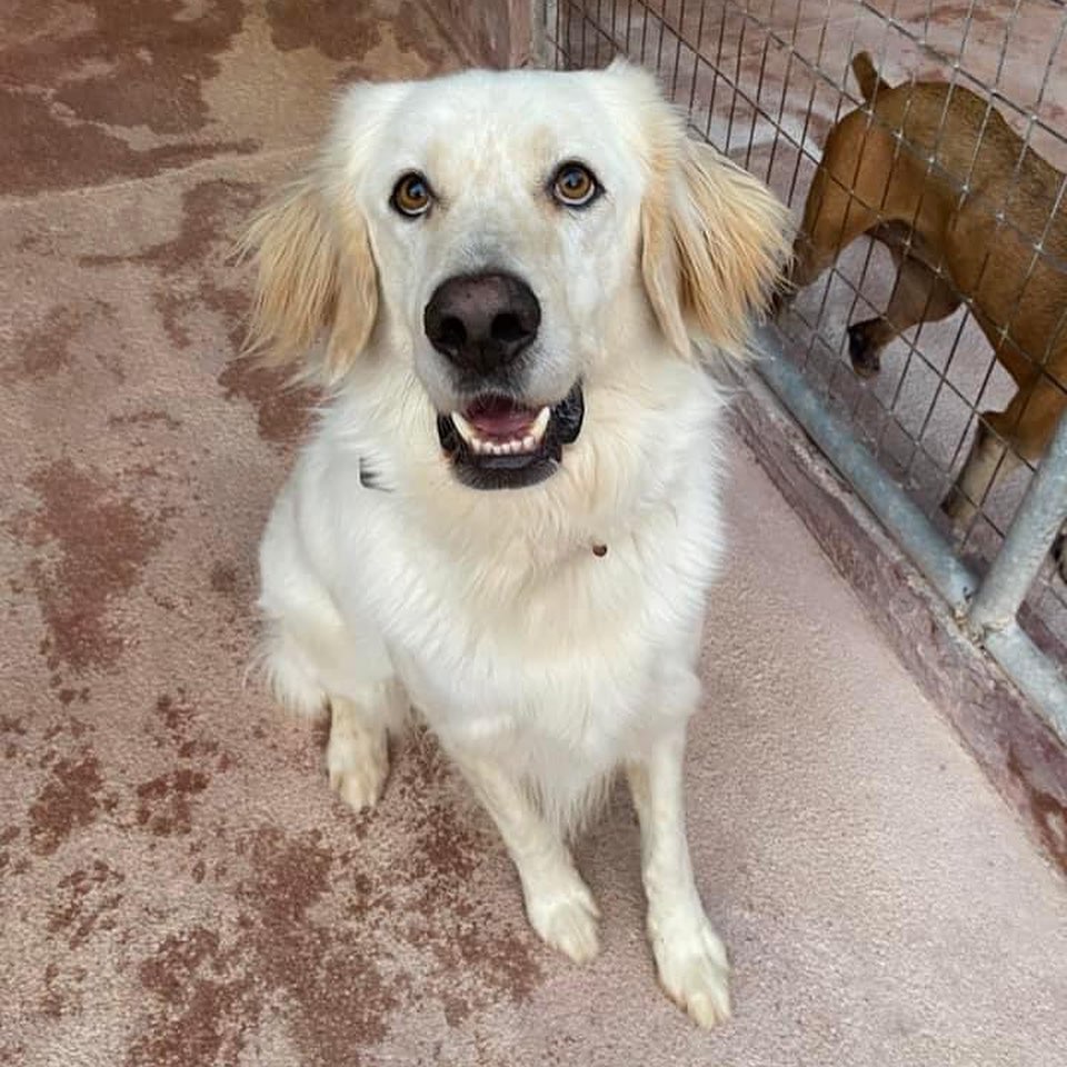 Our volunteers have finally made it back to Greece after almost 2 years!  They are checking in on all our dogs in the kennel and will bring home 8 this week! 
.
.
.
.
.
<a target='_blank' href='https://www.instagram.com/explore/tags/adoptdontshop/'>#adoptdontshop</a> <a target='_blank' href='https://www.instagram.com/explore/tags/aboveandbeyondenglishsetterrescue/'>#aboveandbeyondenglishsetterrescue</a> <a target='_blank' href='https://www.instagram.com/explore/tags/fosteringsaveslives/'>#fosteringsaveslives</a> <a target='_blank' href='https://www.instagram.com/explore/tags/adoptme/'>#adoptme</a> <a target='_blank' href='https://www.instagram.com/explore/tags/settersofinstagram/'>#settersofinstagram</a> <a target='_blank' href='https://www.instagram.com/explore/tags/settersofamerica/'>#settersofamerica</a> <a target='_blank' href='https://www.instagram.com/explore/tags/thedodo/'>#thedodo</a> <a target='_blank' href='https://www.instagram.com/explore/tags/savethesetters/'>#savethesetters</a>