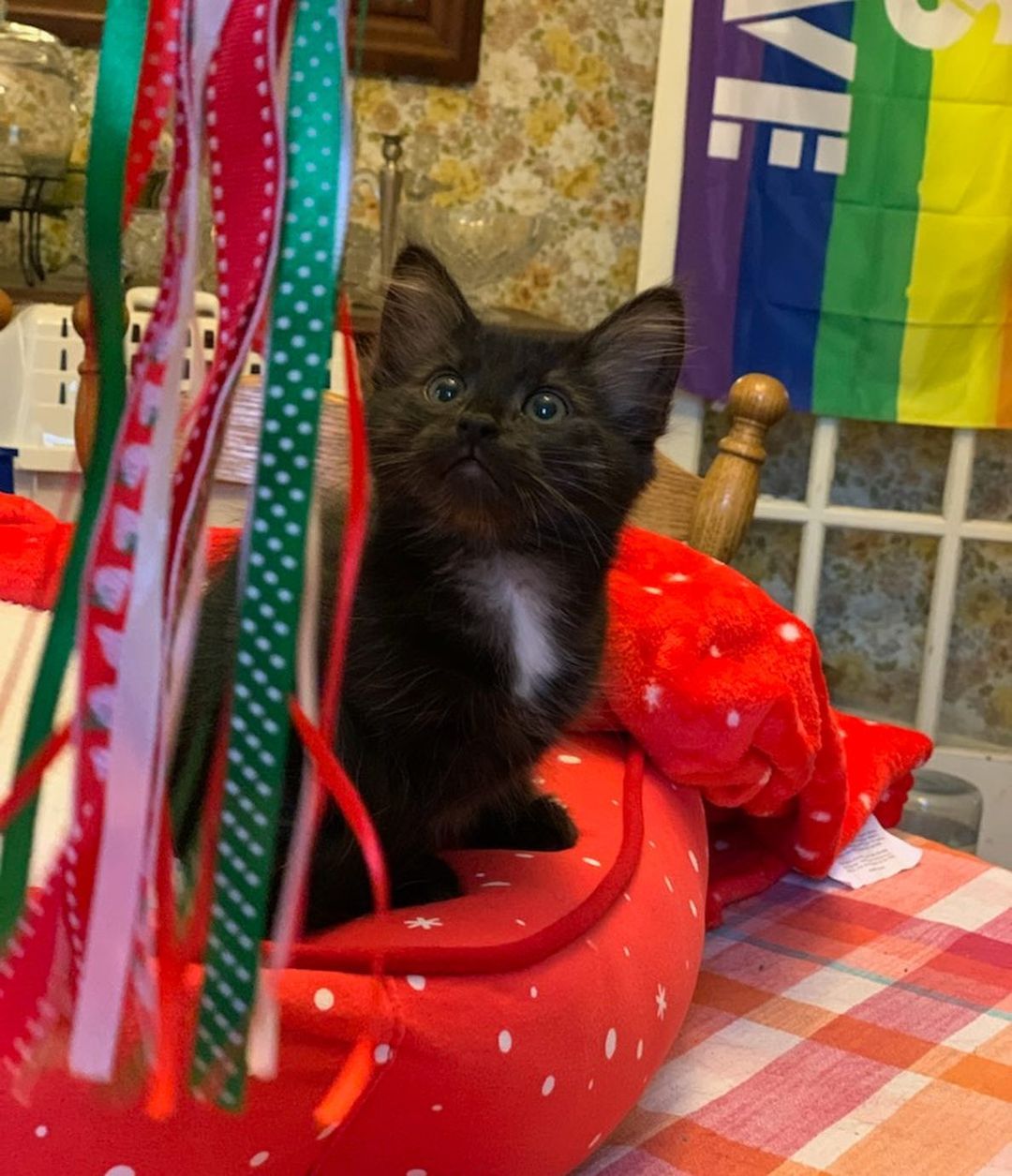 This is Nyx, one of Gypsy Rose’s kittens- she was just adopted!🌺 Her new family sent this message to her foster mom- “Hi! I’m in my new home gettin lots of lovin’. My first 12 hours have been great! I ate, drank, slept, used the litter box and played with the toys you gave me and some my new family bought. Thank you for giving me such a great start!!”
<a target='_blank' href='https://www.instagram.com/explore/tags/adoptdontshop/'>#adoptdontshop</a>
<a target='_blank' href='https://www.instagram.com/explore/tags/fosterssavelives/'>#fosterssavelives</a> 
<a target='_blank' href='https://www.instagram.com/explore/tags/blackkittensaregoodluck/'>#blackkittensaregoodluck</a> 
<a target='_blank' href='https://www.instagram.com/explore/tags/blackkittensrule/'>#blackkittensrule</a>