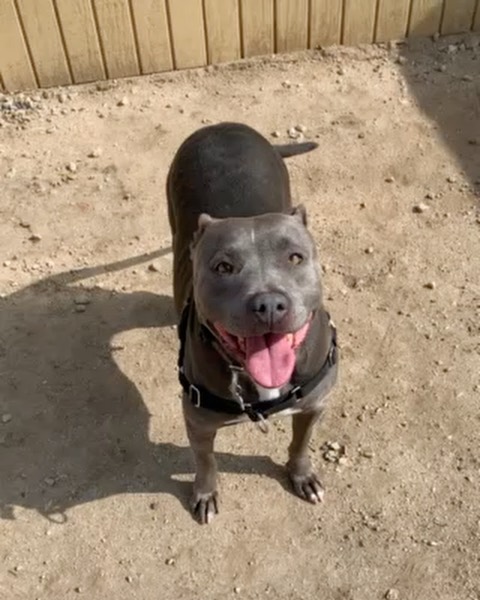 Staying home for Thanksgiving this year? Why not add a furry friend to your friendsgiving guest list?!?!
 
Meet our senior superhero🦸, Elastigirl. Like most superheroes Elastigirl is brave, lovable, and is really good at running and playing!
 
She is six years old and is such a pretty girl-  look at that face! 🥰She loves chin scratches, her treats, and will do a happy dance when she’s excited to play.🤍
 
We would love to see this supergirl in a foster or adoptive home. If you are interested in fostering over the holiday, click the link in our bio to fill put a foster survey, or send us a DM.

<a target='_blank' href='https://www.instagram.com/explore/tags/BestFriendsLA/'>#BestFriendsLA</a> <a target='_blank' href='https://www.instagram.com/explore/tags/BFLA/'>#BFLA</a> <a target='_blank' href='https://www.instagram.com/explore/tags/adoptaseniorpetmonth/'>#adoptaseniorpetmonth</a> <a target='_blank' href='https://www.instagram.com/explore/tags/myolddog/'>#myolddog</a> <a target='_blank' href='https://www.instagram.com/explore/tags/dogsofinstagram/'>#dogsofinstagram</a> <a target='_blank' href='https://www.instagram.com/explore/tags/seniorpetsofinstagram/'>#seniorpetsofinstagram</a> <a target='_blank' href='https://www.instagram.com/explore/tags/adopt/'>#adopt</a> <a target='_blank' href='https://www.instagram.com/explore/tags/foster/'>#foster</a> <a target='_blank' href='https://www.instagram.com/explore/tags/rescue/'>#rescue</a> <a target='_blank' href='https://www.instagram.com/explore/tags/superhero/'>#superhero</a> <a target='_blank' href='https://www.instagram.com/explore/tags/superdog/'>#superdog</a>