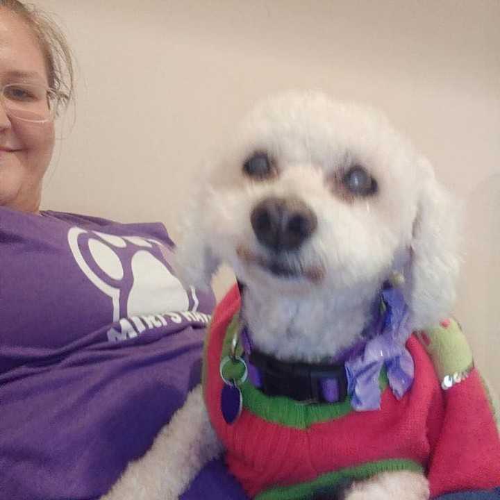 Pretty old gal Sophia got a good grooming and she’s feeling ✨ fabulous ✨ in her new sweater and bow. 🎀

Now that she’s all cleaned up, it’s much easier to see the mass on her belly. We are hoping to have it removed and keeping paws crossed that it isn’t cancerous and that it can come off with an easy recovery. 🙏 

🎀 PayPal.me/MirisHaven
🐾 Linktr.ee/MirisHaven
✨ Venmo/Cashapp: MirisHaven
💜 Mail: 204 Lawrence Dr/Rockville MD 20850

✨ Thank you frens! ✨

<a target='_blank' href='https://www.instagram.com/explore/tags/MirisHavenSophiaPetrillo/'>#MirisHavenSophiaPetrillo</a>
<a target='_blank' href='https://www.instagram.com/explore/tags/MirisHaven/'>#MirisHaven</a>
<a target='_blank' href='https://www.instagram.com/explore/tags/MammaryMass/'>#MammaryMass</a>
<a target='_blank' href='https://www.instagram.com/explore/tags/PictureItSicily/'>#PictureItSicily</a>
<a target='_blank' href='https://www.instagram.com/explore/tags/GoldenGirls/'>#GoldenGirls</a>