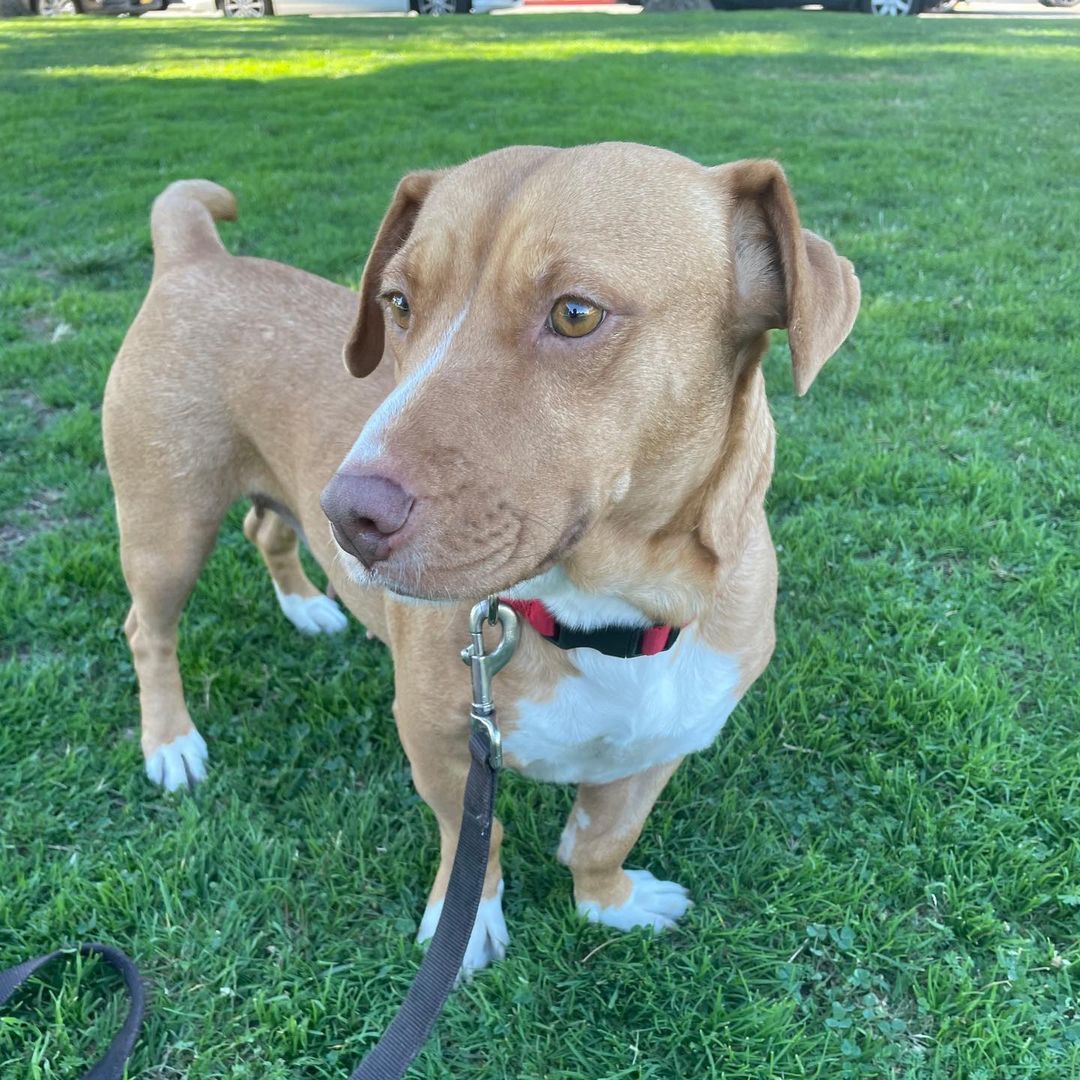 🐾💚Adopter Needed💚🐾 Some girls are just extra special...and lots of volunteers here at ASR think Anita is one of those girls. This tender heart is a pittie mix who is an adult weighing in at about 35 lbs full grown. She is a lean girl who clearly hasn't met many kind hands or had regular meals and even with that, she is accepting of all people and learning how to relax and enjoy being safe for once. Anita has a soft soul and is super friendly upon meeting new folks but is sure to be the most committed and loyal of family members with all the love in the world to give. She enjoys other dogs and would do really well to be in a home with a pal. Anita is not the barky loud type at all and does well in a crate and knows everything there is to know about where to use the bathroom. This sweet and loving girl deserves the very best of homes. Might that be with you?
<a target='_blank' href='https://www.instagram.com/explore/tags/amazingstraysrescue/'>#amazingstraysrescue</a>

If you are interested, please fill out an Interest Application on our website- amazingstraysrescue.org

🐾All supplies and an amazing support team included! 

🐾 Please share this on your social media 

🐾 Want to help? All of our incoming dogs have medical bills to be paid! You could sponsor a spay or neuter!

🐾 Fostering even for just two weeks is extremely helpful to a dog in need!

🐾 All supplies included!

<a target='_blank' href='https://www.instagram.com/explore/tags/RescueDog/'>#RescueDog</a> <a target='_blank' href='https://www.instagram.com/explore/tags/AdoptDontShop/'>#AdoptDontShop</a> <a target='_blank' href='https://www.instagram.com/explore/tags/RescuePuppy/'>#RescuePuppy</a> <a target='_blank' href='https://www.instagram.com/explore/tags/ForTheLoveOfDogs/'>#ForTheLoveOfDogs</a> <a target='_blank' href='https://www.instagram.com/explore/tags/GetInvolved/'>#GetInvolved</a> <a target='_blank' href='https://www.instagram.com/explore/tags/Donate/'>#Donate</a> <a target='_blank' href='https://www.instagram.com/explore/tags/Volunteer/'>#Volunteer</a> <a target='_blank' href='https://www.instagram.com/explore/tags/FosteringSavesLives/'>#FosteringSavesLives</a> <a target='_blank' href='https://www.instagram.com/explore/tags/dogsofinstagram/'>#dogsofinstagram</a> <a target='_blank' href='https://www.instagram.com/explore/tags/dogsofinsta/'>#dogsofinsta</a> <a target='_blank' href='https://www.instagram.com/explore/tags/asradoptme/'>#asradoptme</a>