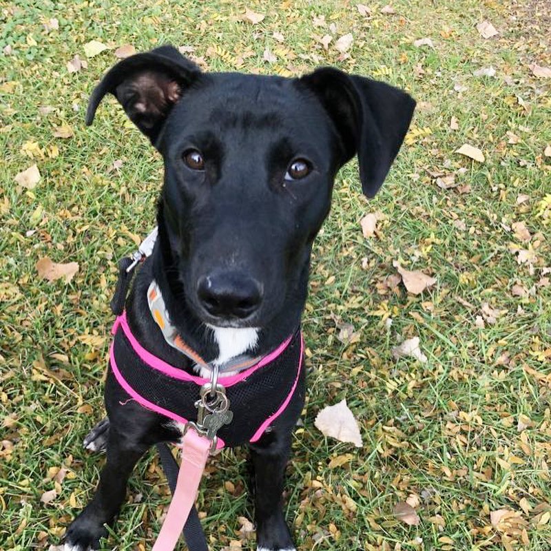 We’ve got a lot of dogs who are looking to secure a permanent spot at your Thanksgiving table next week! 

This group of pooches PLUS Wanda, Scarlett, and the artist named pups from yesterday will all be hanging out at Petsmart today from 10am-1pm. If you think you’ll have some extra turkey to spare, check out their bios and come meet them!