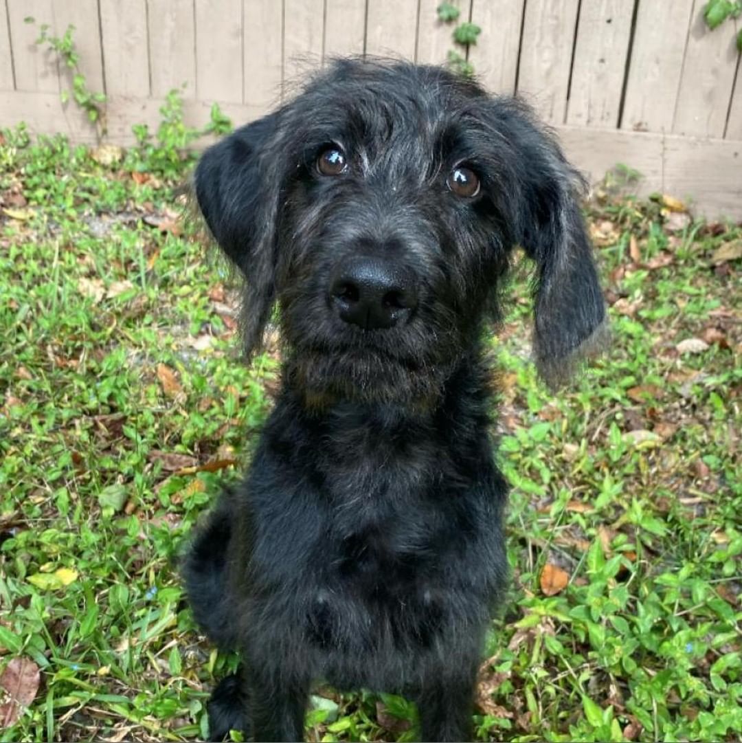 Luca
Est. Birthdate: 08/10/2021
Neutered male
Doodle 

Please submit an application through our website at ➡️ faithfulfriendsrescue.org/adoptable-pets ⬅️ if you are interested in adopting. All dogs have been spayed/neutered, microchipped, received age appropriate vaccines, current on flea/tick/heartworm prevention and have tested negative for heartworms. We are setting up adoption appointments with approved adopters at PetSmart (3736 SW Archer Rd, Gainesville, FL 32608). You can find more information about the dog on our website. If you do not see the dog listed on our website, we are no longer accepting applications for them. <a target='_blank' href='https://www.instagram.com/explore/tags/ffprr/'>#ffprr</a> <a target='_blank' href='https://www.instagram.com/explore/tags/faithfulfriendsprr/'>#faithfulfriendsprr</a> <a target='_blank' href='https://www.instagram.com/explore/tags/adoptable/'>#adoptable</a> <a target='_blank' href='https://www.instagram.com/explore/tags/pooch/'>#pooch</a>