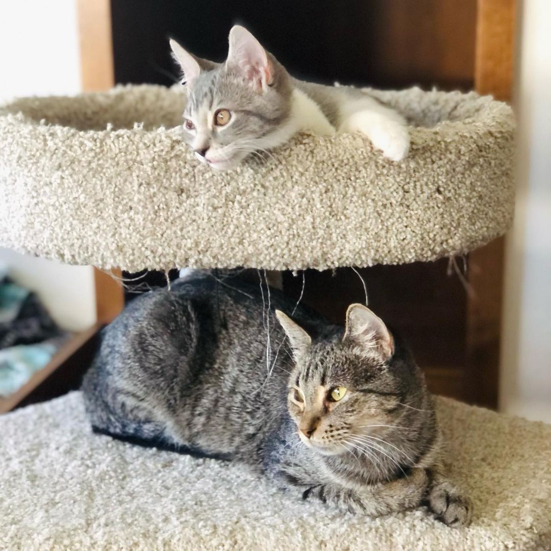 Hello- from Kia! 😻❤️😻

“I am a beauty inside and out. I took very good care of my babies and loved to play with them. They have all now been adopted - and now it’s MY turn!
I enjoy lounging around, getting all the pets I can and “chatting” with you. I will follow you around as I love to be around you. I am very friendly and loving.”

Mama Kia showed up at the warehouse of one of our foster’s work. She has a managed colony of fixed ferals there, but this friendly, social and sweet beauty definitely didn’t belong outside. It was too late when we found out she was pregnant and went and had her babies somewhere. Luckily for all of them they are now SAFE inside ! 

Kia is approximately 1 -2 years old, spayed, UTD on vax, combo tested negative and ready for her furrever people. She was introduced to her Foster’s cats and dogs and wasn’t a fan. So we are looking for a home for her where she will get to be the the queen of the house/only pet. 😺❤️
Adult cats need love too! 
Please share to help get this beauty adopted! 
.
.
.
.
.
.

.
.
,
.
.
.
,
<a target='_blank' href='https://www.instagram.com/explore/tags/adultcatsrule/'>#adultcatsrule</a><a target='_blank' href='https://www.instagram.com/explore/tags/tabbycat/'>#tabbycat</a><a target='_blank' href='https://www.instagram.com/explore/tags/tabbylife/'>#tabbylife</a><a target='_blank' href='https://www.instagram.com/explore/tags/mamacat/'>#mamacat</a><a target='_blank' href='https://www.instagram.com/explore/tags/caturdaycuties/'>#caturdaycuties</a><a target='_blank' href='https://www.instagram.com/explore/tags/caturday/'>#caturday</a>#<a target='_blank' href='https://www.instagram.com/explore/tags/instacatmeows/'>#instacatmeows</a><a target='_blank' href='https://www.instagram.com/explore/tags/topmeowdel/'>#topmeowdel</a><a target='_blank' href='https://www.instagram.com/explore/tags/sheltercats/'>#sheltercats</a><a target='_blank' href='https://www.instagram.com/explore/tags/catstagramcat/'>#catstagramcat</a><a target='_blank' href='https://www.instagram.com/explore/tags/topcatsclub/'>#topcatsclub</a><a target='_blank' href='https://www.instagram.com/explore/tags/meowfeature/'>#meowfeature</a><a target='_blank' href='https://www.instagram.com/explore/tags/huffpostgram/'>#huffpostgram</a><a target='_blank' href='https://www.instagram.com/explore/tags/sheltercat/'>#sheltercat</a><a target='_blank' href='https://www.instagram.com/explore/tags/adoptme/'>#adoptme</a><a target='_blank' href='https://www.instagram.com/explore/tags/tabbiesoftheworld/'>#tabbiesoftheworld</a><a target='_blank' href='https://www.instagram.com/explore/tags/tabbiesofig/'>#tabbiesofig</a>