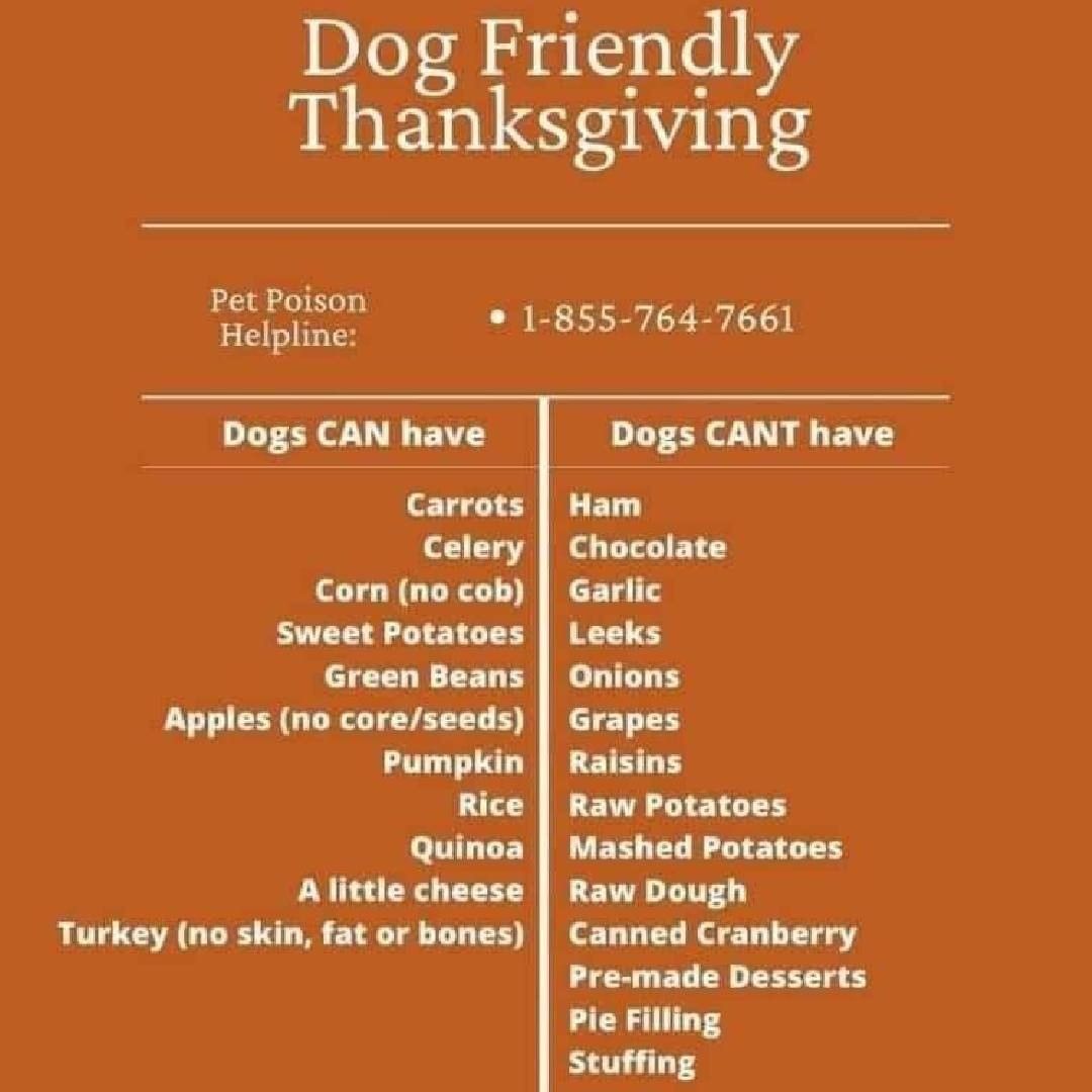 Make this Thanksgiving a safe one for your dog so you both can enjoy this yummy holiday together. 

<a target='_blank' href='https://www.instagram.com/explore/tags/fetchinretrieversrescue/'>#fetchinretrieversrescue</a>
<a target='_blank' href='https://www.instagram.com/explore/tags/dogrescue/'>#dogrescue</a> <a target='_blank' href='https://www.instagram.com/explore/tags/dogrescuesofig/'>#dogrescuesofig</a>