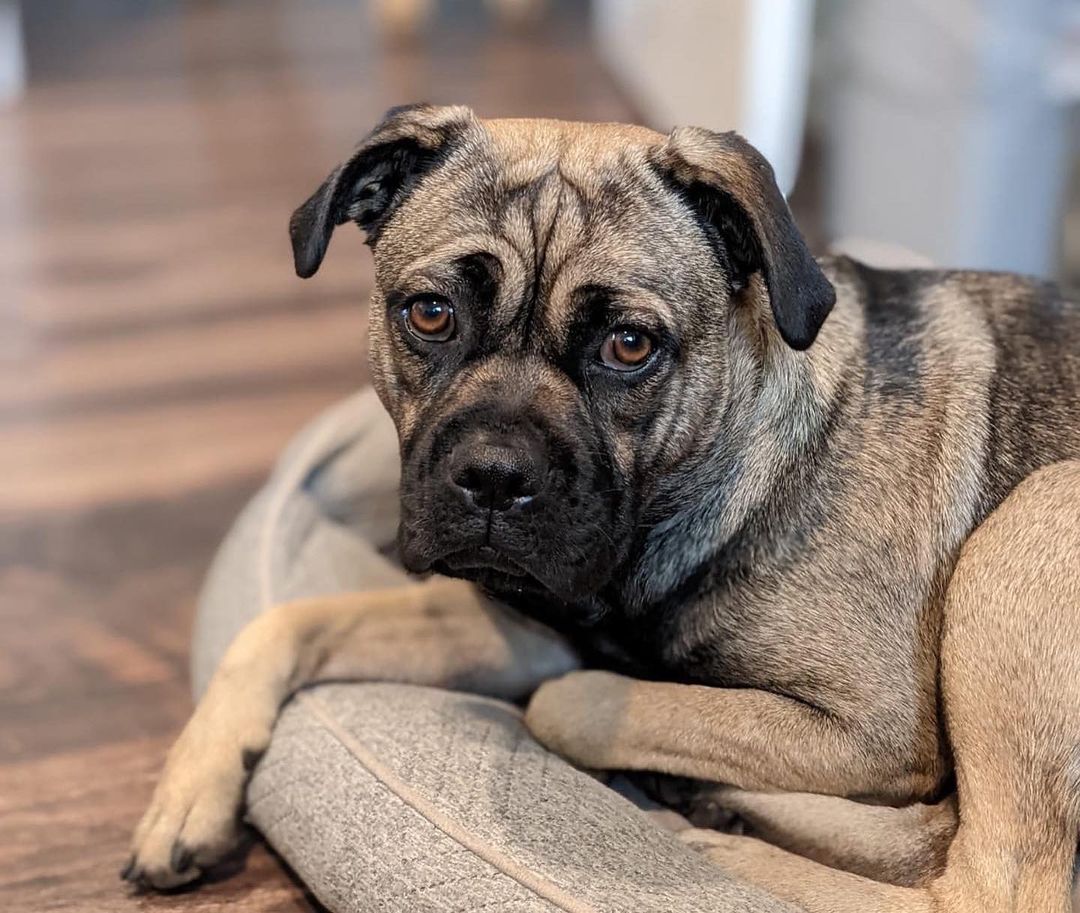 All of the pups you see here are hanging out at @petfoodexpress in Palo Alto today from 12-3pm for our biweekly M&G event! Come on down to give them some pets and maybe fall in love with your new fur-baby! <a target='_blank' href='https://www.instagram.com/explore/tags/adoptdontshop/'>#adoptdontshop</a> <a target='_blank' href='https://www.instagram.com/explore/tags/homesfortheholidays/'>#homesfortheholidays</a> <a target='_blank' href='https://www.instagram.com/explore/tags/rescuedogs/'>#rescuedogs</a> <a target='_blank' href='https://www.instagram.com/explore/tags/rescuedismyfavoritebreed/'>#rescuedismyfavoritebreed</a> <a target='_blank' href='https://www.instagram.com/explore/tags/puppylove/'>#puppylove</a> <a target='_blank' href='https://www.instagram.com/explore/tags/rescuemutts/'>#rescuemutts</a> <a target='_blank' href='https://www.instagram.com/explore/tags/adoptionislove/'>#adoptionislove</a> 🐾❤️