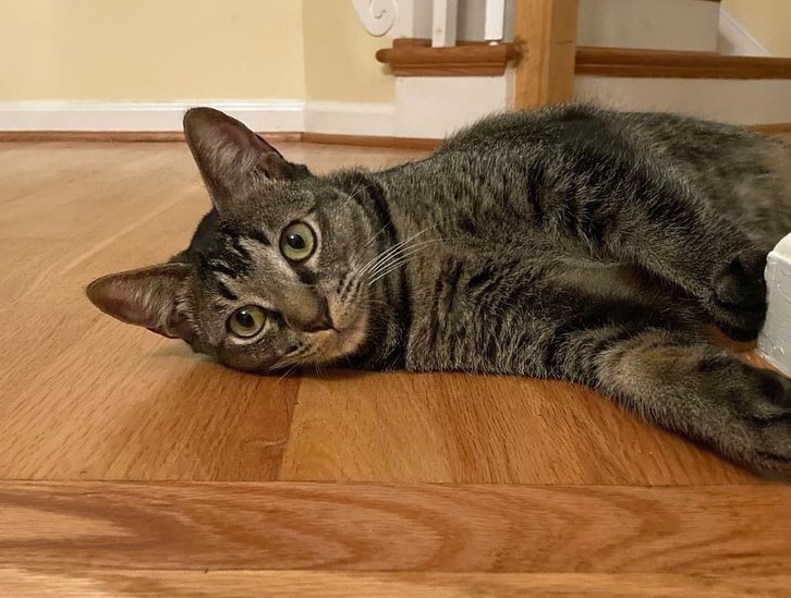 PURR PARTNERS ADOPTATHON:  Kittens and cats are at Petsmart this weekend again looking for their forever homes. 🏠🐈
Visit them on Sat 10a-12noon and Sun 1-3p when volunteers are available to assist you. Purr Partners kitty are at the Capital Crossings and Six Forks Station Petsmarts in Raleigh and at the Wake Forest Petsmart.
Be sure you have submitted your application to adopt so that you are ready when you are chosen by that special kitty. 😽

More kitties will be joining us at Petsmart Sat and more on Sun. See the following posts.