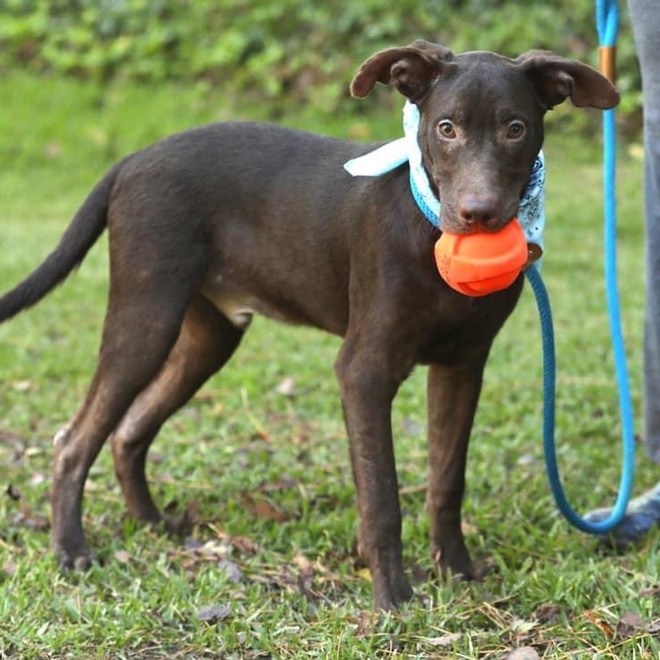 😍 Do you believe in love at first sight? I do!  If you believe, then we can become family.  I think that’s what I recall my foster mama saying.  She said I’m a good boy, and when my forever family finds me, they’re going to love me forever.  So I took these photos in hopes that you can see that I am the love of your life! 

My name is Darby, and I’m eight months old. I am intelligent, gentle, loving, and very friendly!  I love going on walks, playing fetch, or meeting up with my dog friends at the park.  I would be a perfect addition to your family.  I promise to be the most perfect boy ever! Apply today.  I can’t wait to meet you. 

To apply, please go to link tree in our bio or www.NYCSecondchancerescue.org

<a target='_blank' href='https://www.instagram.com/explore/tags/becausetheymatter/'>#becausetheymatter</a>