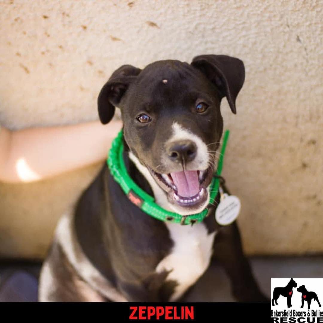 See this smile?  This is Zeppelin’s smile all day, every day! We want to spotlight this little guy because of his amazing personality and, well, he needs a forever home.  He’s just a 4 months old so other dog’s, cats, chickens, pigs, ferrets, birds - whatever you want to get this little guy used to he’s open to!  Gentle soul, sweetest smile, he’s not going to be a very big dog as an adult, and there’s no worrying about the “pit bull ban” crap from landlords. He’s a mix of lots 😍 

Want to meet him?  Here’s the application!  Home check and adoption fee of $250 does apply. *These adoption fees are important because the money helps us handle the huge vet and training bills we have throughout the year, but they ARE also a tax write off for you! 

https://docs.google.com/forms/d/e/1FAIpQLSfHLUJs50W72GsC6owZCLTo2kQ3cu0mxUTp8hMtnvvPToIIAw/viewform