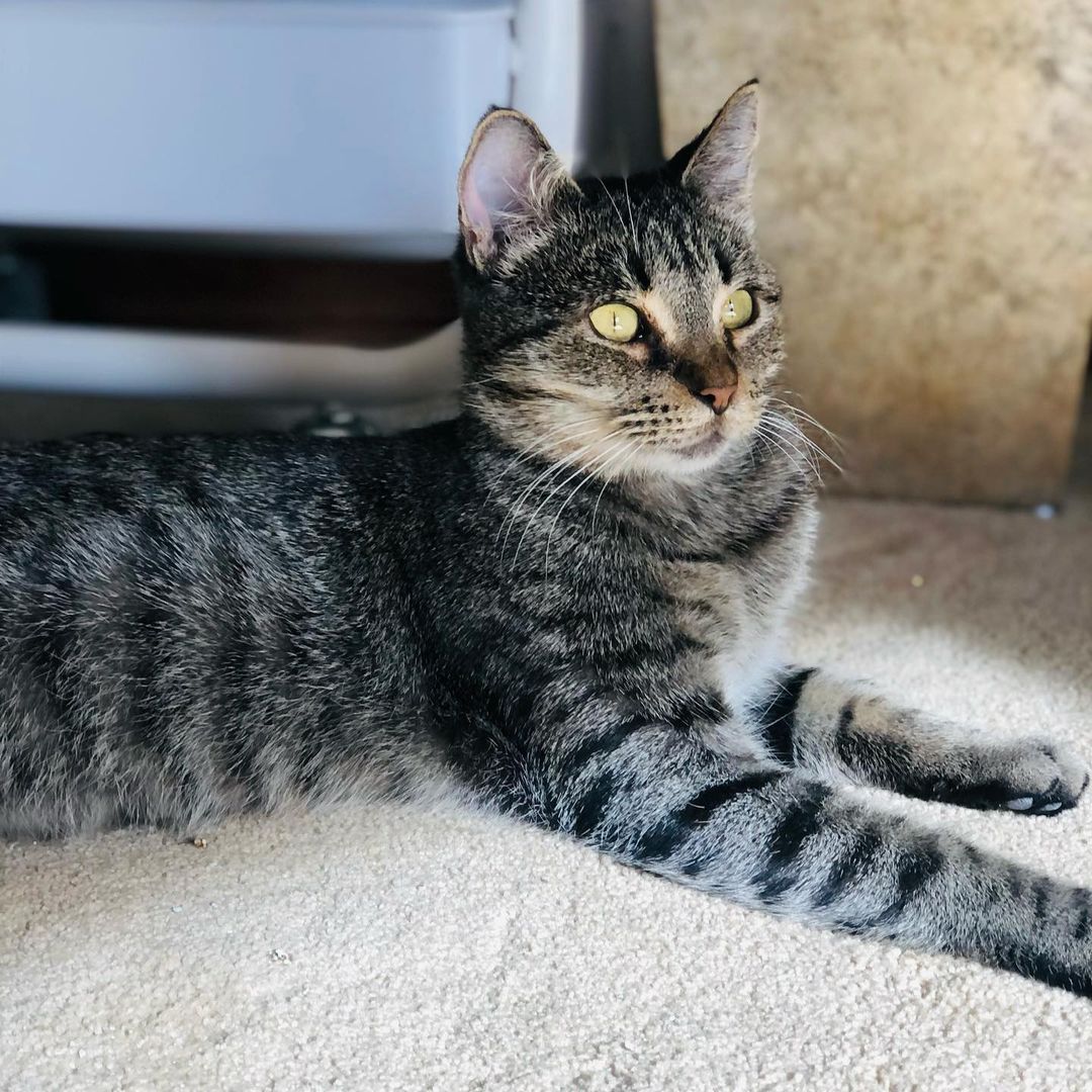 Hello- from Kia! 😻❤️😻

“I am a beauty inside and out. I took very good care of my babies and loved to play with them. They have all now been adopted - and now it’s MY turn!
I enjoy lounging around, getting all the pets I can and “chatting” with you. I will follow you around as I love to be around you. I am very friendly and loving.”

Mama Kia showed up at the warehouse of one of our foster’s work. She has a managed colony of fixed ferals there, but this friendly, social and sweet beauty definitely didn’t belong outside. It was too late when we found out she was pregnant and went and had her babies somewhere. Luckily for all of them they are now SAFE inside ! 

Kia is approximately 1 -2 years old, spayed, UTD on vax, combo tested negative and ready for her furrever people. She was introduced to her Foster’s cats and dogs and wasn’t a fan. So we are looking for a home for her where she will get to be the the queen of the house/only pet. 😺❤️
Adult cats need love too! 
Please share to help get this beauty adopted! 
.
.
.
.
.
.

.
.
,
.
.
.
,
<a target='_blank' href='https://www.instagram.com/explore/tags/adultcatsrule/'>#adultcatsrule</a><a target='_blank' href='https://www.instagram.com/explore/tags/tabbycat/'>#tabbycat</a><a target='_blank' href='https://www.instagram.com/explore/tags/tabbylife/'>#tabbylife</a><a target='_blank' href='https://www.instagram.com/explore/tags/mamacat/'>#mamacat</a><a target='_blank' href='https://www.instagram.com/explore/tags/caturdaycuties/'>#caturdaycuties</a><a target='_blank' href='https://www.instagram.com/explore/tags/caturday/'>#caturday</a>#<a target='_blank' href='https://www.instagram.com/explore/tags/instacatmeows/'>#instacatmeows</a><a target='_blank' href='https://www.instagram.com/explore/tags/topmeowdel/'>#topmeowdel</a><a target='_blank' href='https://www.instagram.com/explore/tags/sheltercats/'>#sheltercats</a><a target='_blank' href='https://www.instagram.com/explore/tags/catstagramcat/'>#catstagramcat</a><a target='_blank' href='https://www.instagram.com/explore/tags/topcatsclub/'>#topcatsclub</a><a target='_blank' href='https://www.instagram.com/explore/tags/meowfeature/'>#meowfeature</a><a target='_blank' href='https://www.instagram.com/explore/tags/huffpostgram/'>#huffpostgram</a><a target='_blank' href='https://www.instagram.com/explore/tags/sheltercat/'>#sheltercat</a><a target='_blank' href='https://www.instagram.com/explore/tags/adoptme/'>#adoptme</a><a target='_blank' href='https://www.instagram.com/explore/tags/tabbiesoftheworld/'>#tabbiesoftheworld</a><a target='_blank' href='https://www.instagram.com/explore/tags/tabbiesofig/'>#tabbiesofig</a>