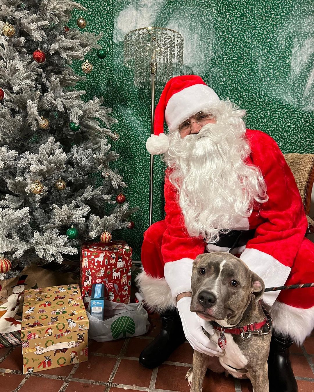 A huge thank you to everyone who came out to our PITures with Santa event on Thursday! We loved seeing all these amazing pups and kitties! <a target='_blank' href='https://www.instagram.com/explore/tags/applevalleypitcrew/'>#applevalleypitcrew</a>🐶🍎 <a target='_blank' href='https://www.instagram.com/explore/tags/AVPC/'>#AVPC</a> <a target='_blank' href='https://www.instagram.com/explore/tags/PitCrew/'>#PitCrew</a> <a target='_blank' href='https://www.instagram.com/explore/tags/pitbullsofinstagram/'>#pitbullsofinstagram</a> <a target='_blank' href='https://www.instagram.com/explore/tags/RescueandRedemption/'>#RescueandRedemption</a> <a target='_blank' href='https://www.instagram.com/explore/tags/adoptdontshop/'>#adoptdontshop</a> <a target='_blank' href='https://www.instagram.com/explore/tags/pitbullove/'>#pitbullove</a> <a target='_blank' href='https://www.instagram.com/explore/tags/pitbull/'>#pitbull</a> <a target='_blank' href='https://www.instagram.com/explore/tags/spreadtherumer/'>#spreadtherumer</a> <a target='_blank' href='https://www.instagram.com/explore/tags/rescueismyfavoritebreed/'>#rescueismyfavoritebreed</a> <a target='_blank' href='https://www.instagram.com/explore/tags/dontbullymybreed/'>#dontbullymybreed</a> <a target='_blank' href='https://www.instagram.com/explore/tags/thecrew/'>#thecrew</a>