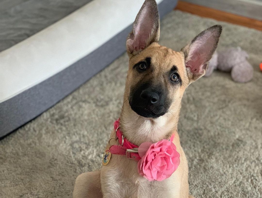 PENNY is still with us. Officially the longest I’ve had a puppy in my rescue. 🤷‍♀️ 

She has grown up in her foster home and she should be growing up in her forever home. A home of her own where she can be frolicking in the yard and snuggling with her family. 💕

She’s just 3 months old and is beyond perfection. Happy, smart, goofy, potty trained, vaccinated, micro chipped, ready to go home.💕 

Can you help us get creative and brainstorm on how to get her heavily shared so we can find her a home? I was really hoping she would have at least one meet and greet this weekend but I didn’t receive even one application.

Her home is out there and we will find it. BELIEVE!!!💕

Application in the link in bio ✔️ we’ll get back to you same day. Thank you 😊 

📷 @jazzy.rangel 

<a target='_blank' href='https://www.instagram.com/explore/tags/frankielolaandfriends/'>#frankielolaandfriends</a>