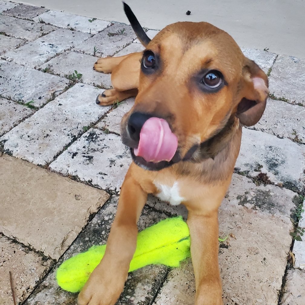 Meet Lawrence ♥️ He came to us from @pawbvi to have a chance at finding his forever home! His foster mom says he is a happy, gentle, and chill boy. He will make the lucky family who adopts him very happy! Stay tuned for more updates on Lawrence 🐶 <a target='_blank' href='https://www.instagram.com/explore/tags/adoptdontshop/'>#adoptdontshop</a>