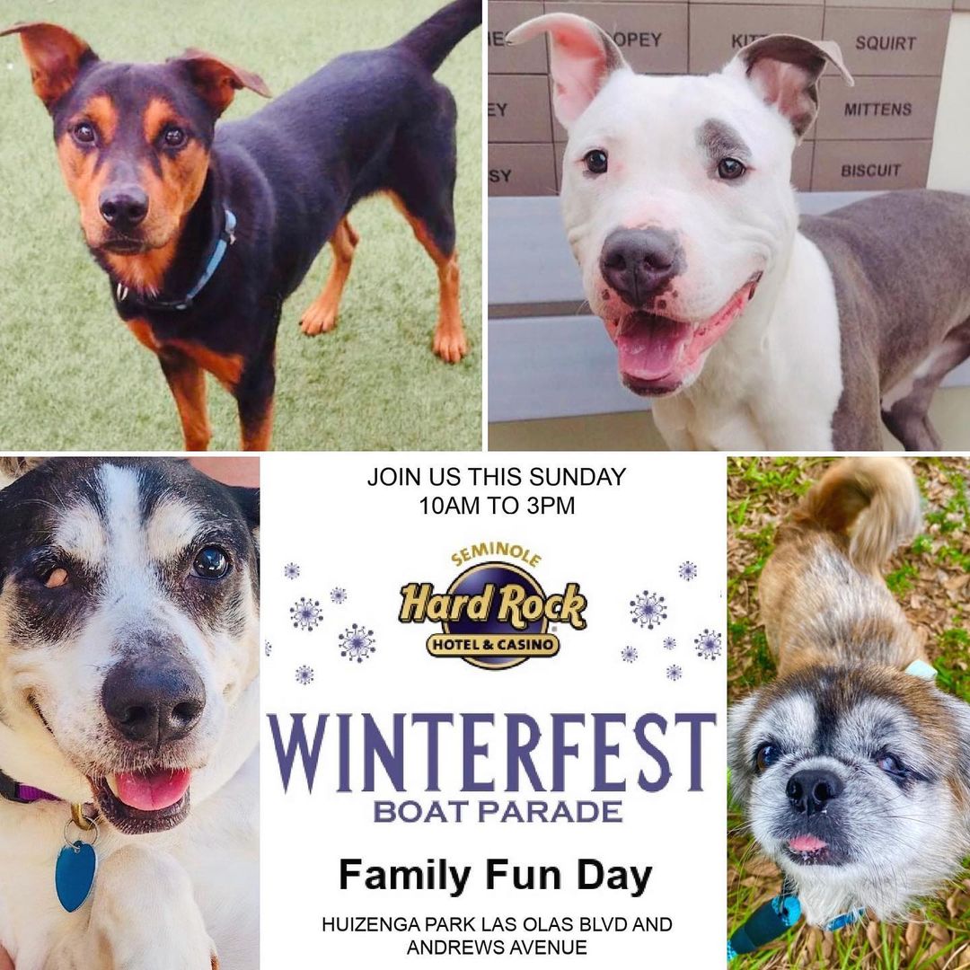 Simon & Garfunkel will be bringing the entertainment🎶 while Hunter Moon and Edna will be giving extra snuggles🥰 tomorrow at @winterfestboatparade Family Fun Day!🛥 APR’s adoptable dogs & kittens will be at Huizenga Park Fort Lauderdale from 11am-3pm joined by many more adoptable pets from other rescues so this is a great event to attend if you’re thinking about adopting.🐶😻 
•
<a target='_blank' href='https://www.instagram.com/explore/tags/winterfestboatparade/'>#winterfestboatparade</a> <a target='_blank' href='https://www.instagram.com/explore/tags/abandonedpetrescue/'>#abandonedpetrescue</a> <a target='_blank' href='https://www.instagram.com/explore/tags/loveisguaranteed/'>#loveisguaranteed</a> <a target='_blank' href='https://www.instagram.com/explore/tags/fortlauderdale/'>#fortlauderdale</a> <a target='_blank' href='https://www.instagram.com/explore/tags/adopt/'>#adopt</a> <a target='_blank' href='https://www.instagram.com/explore/tags/animalrescue/'>#animalrescue</a> <a target='_blank' href='https://www.instagram.com/explore/tags/nokillshelter/'>#nokillshelter</a>