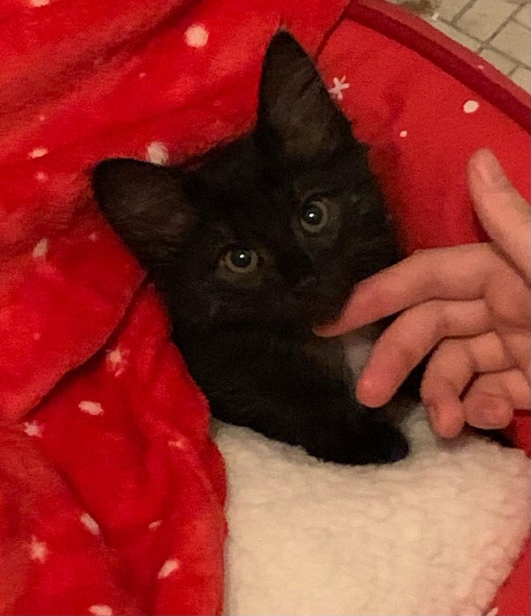 This is Nyx, one of Gypsy Rose’s kittens- she was just adopted!🌺 Her new family sent this message to her foster mom- “Hi! I’m in my new home gettin lots of lovin’. My first 12 hours have been great! I ate, drank, slept, used the litter box and played with the toys you gave me and some my new family bought. Thank you for giving me such a great start!!”
<a target='_blank' href='https://www.instagram.com/explore/tags/adoptdontshop/'>#adoptdontshop</a>
<a target='_blank' href='https://www.instagram.com/explore/tags/fosterssavelives/'>#fosterssavelives</a> 
<a target='_blank' href='https://www.instagram.com/explore/tags/blackkittensaregoodluck/'>#blackkittensaregoodluck</a> 
<a target='_blank' href='https://www.instagram.com/explore/tags/blackkittensrule/'>#blackkittensrule</a>