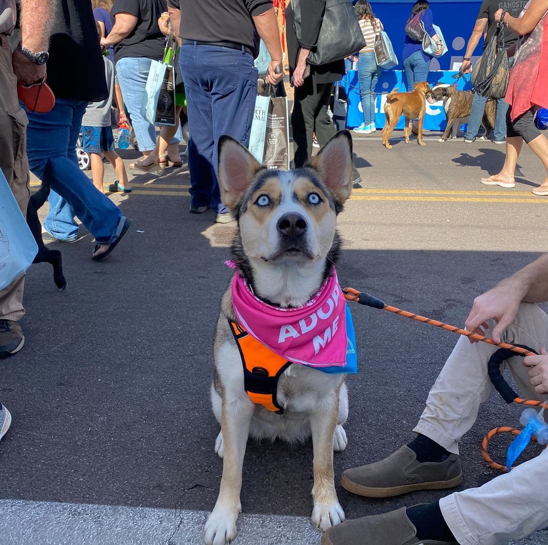 We had such a great time on the first day of @thedayofthedog Scottsdale yesterday! We are here again today and would love to see you!! Come meet Liara (formerly Caroline), Steele (saved from the e-list this week!!!), Moe, Nala, Monty and Nixmo!