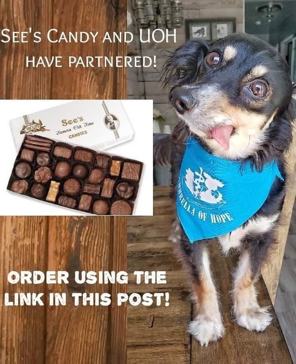 Support Us Saturday! 🐶😸

below are the different ways you can help support the animals in our rescue without fostering or physically volunteering. We have so many great partners that we have made throughout the last few years and we are so grateful for each of them 🙏

we are an ALL Volunteer rescue. Not a single person makes a single penny. Every dollar we receive goes straight towards caring for the animals in our care. Please support us and our partners by checking out the links below!

💜Visit Our Etsy store🐶! Everything is handmade by our crafty volunteers and supporters. Most of our items are limited quantities but everything is made with love. Every purchase helps us continue to save more animals because ALL profits are donated directly to our medical fund.

👉https://www.etsy.com/shop/Umbrellaofhope

💙You can now help us by purchasing  delicious See’s Candies🍫🍭🍬 from our very own virtual storefront! We will receive a percentage from each item purchased when using this personalized link.

👇https://www.yumraising.com/secure/umbrellaoha_uoh_pawsome_treats42/candy?h=TanMar2045&c=fb2780&fbclid=IwAR1rJNQQVrXIAX_T9hVq4PzxzjADlMf7itWpVBUuKKpRgkJBz6i03Cjqwlg

🧡Consider supporting our animals by wearing one of our awesome shirts/hats/sweatshirts from Ruff Life Rescue Wear !👕👚👗🎩 All items come in multiple color and design options and are shipped straight to your door! The proceeds will go directly to our medical fund. 

👇
https://ruff-life-rescuewear.myshopify.com/collections/umbrella-of-hope

💛CUDDLY 

👉https://cuddly.com/shelter/2443

💚By purchasing  personalized pet Tags, collars or leashes😸🐕‍🦺 from Tags for hope using this custom link 35% of all purchases will be donated directly to our rescue! 

👇
https://www.tagsforhope.com/product-designer/tags/?cause=1504

💙By making a purchase with Pet Food Express using this link, they will donate a percentage of the purchase directly to our rescue! You can easily have your pets food and goodies sent directly to your door, or ready for you for pickup!🚚

👇
https://www.petfood.express/?p=UMBHOP&fbclid=IwAR0dI8az08QrmB7QLshDrwZzrZ5P8ntB6kHtFhPVMvQk7mZ5JaIrtK2ro3w