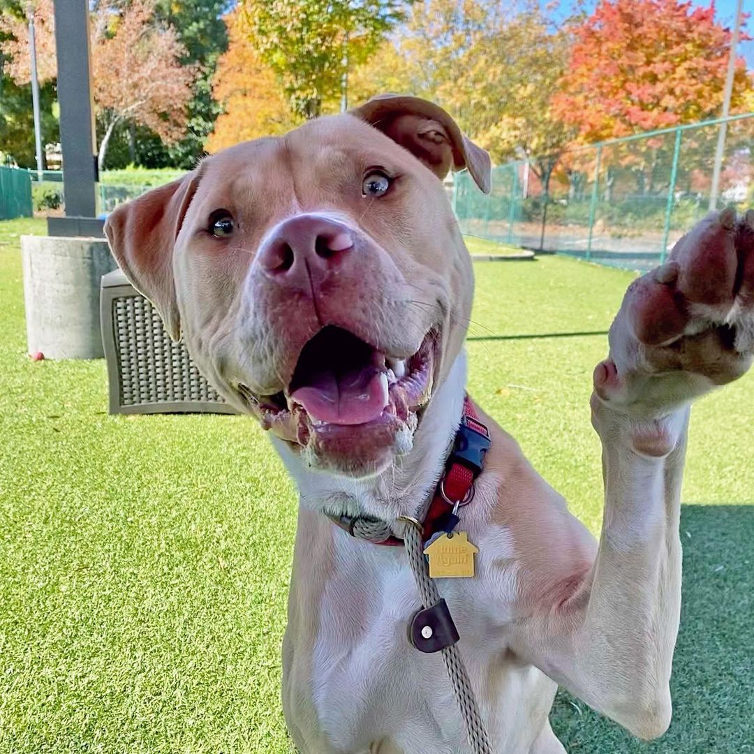 Hey, you! Perseus says to stop scrolling and listen up! ✋🏼
 
Perseus is a long-time resident at AHS, and he’s truly ready to find his forever home. He was originally adopted as a young puppy but returned because of his high energy levels, which means he’s looking for an active and adventurous family to call his own. And while Perseus may melt your heart with cuteness, the only thing he’ll truly destroy is the occasional soft, squeaky toy. 🧸
 
You can learn more about Perseus and how to adopt him at the link in our bio.