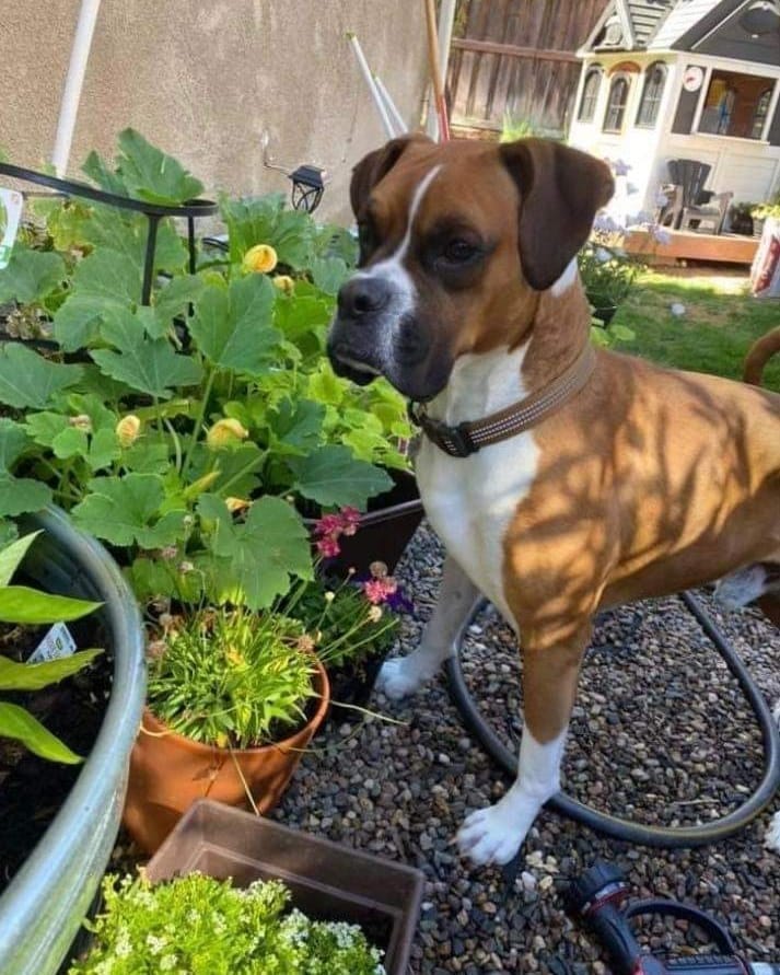 Seeking forever family. Meet Barclay, the Boxer!

Calling all Boxer lovers! Meet Barclay. This handsome, amazing guy is a 2 year old loving medium size Boxer mix. When he came to us when he was in need of surgery to correct his hip.
Surgery was performed 2 months ago and he is doing great!
He is super friendly, good with other dogs and kids. He is very smart and can learn many tricks quickly! He also loves to cuddle.  

Please share and help us find his forever loving family!

If interested in Barclay, please apply through our website.
Anlcf.org

<a target='_blank' href='https://www.instagram.com/explore/tags/ANewLifeCharitableFoundation/'>#ANewLifeCharitableFoundation</a> <a target='_blank' href='https://www.instagram.com/explore/tags/PleaseShare/'>#PleaseShare</a> <a target='_blank' href='https://www.instagram.com/explore/tags/Foster/'>#Foster</a> <a target='_blank' href='https://www.instagram.com/explore/tags/Adopt/'>#Adopt</a> <a target='_blank' href='https://www.instagram.com/explore/tags/OptToAdopt/'>#OptToAdopt</a> <a target='_blank' href='https://www.instagram.com/explore/tags/SDDogs/'>#SDDogs</a> <a target='_blank' href='https://www.instagram.com/explore/tags/SDRescue/'>#SDRescue</a> <a target='_blank' href='https://www.instagram.com/explore/tags/rescuedogsofinstagram/'>#rescuedogsofinstagram</a> <a target='_blank' href='https://www.instagram.com/explore/tags/rescuedismyfavoritebreed/'>#rescuedismyfavoritebreed</a>
<a target='_blank' href='https://www.instagram.com/explore/tags/Dogs/'>#Dogs</a> <a target='_blank' href='https://www.instagram.com/explore/tags/boxer/'>#boxer</a> <a target='_blank' href='https://www.instagram.com/explore/tags/boxerbreed/'>#boxerbreed</a> <a target='_blank' href='https://www.instagram.com/explore/tags/boxerdog/'>#boxerdog</a> <a target='_blank' href='https://www.instagram.com/explore/tags/dogsofinstagram/'>#dogsofinstagram</a> <a target='_blank' href='https://www.instagram.com/explore/tags/adoptdontshop/'>#adoptdontshop</a>
<a target='_blank' href='https://www.instagram.com/explore/tags/Pup/'>#Pup</a> <a target='_blank' href='https://www.instagram.com/explore/tags/SanDiegoRescue/'>#SanDiegoRescue</a> <a target='_blank' href='https://www.instagram.com/explore/tags/AdoptMe/'>#AdoptMe</a>