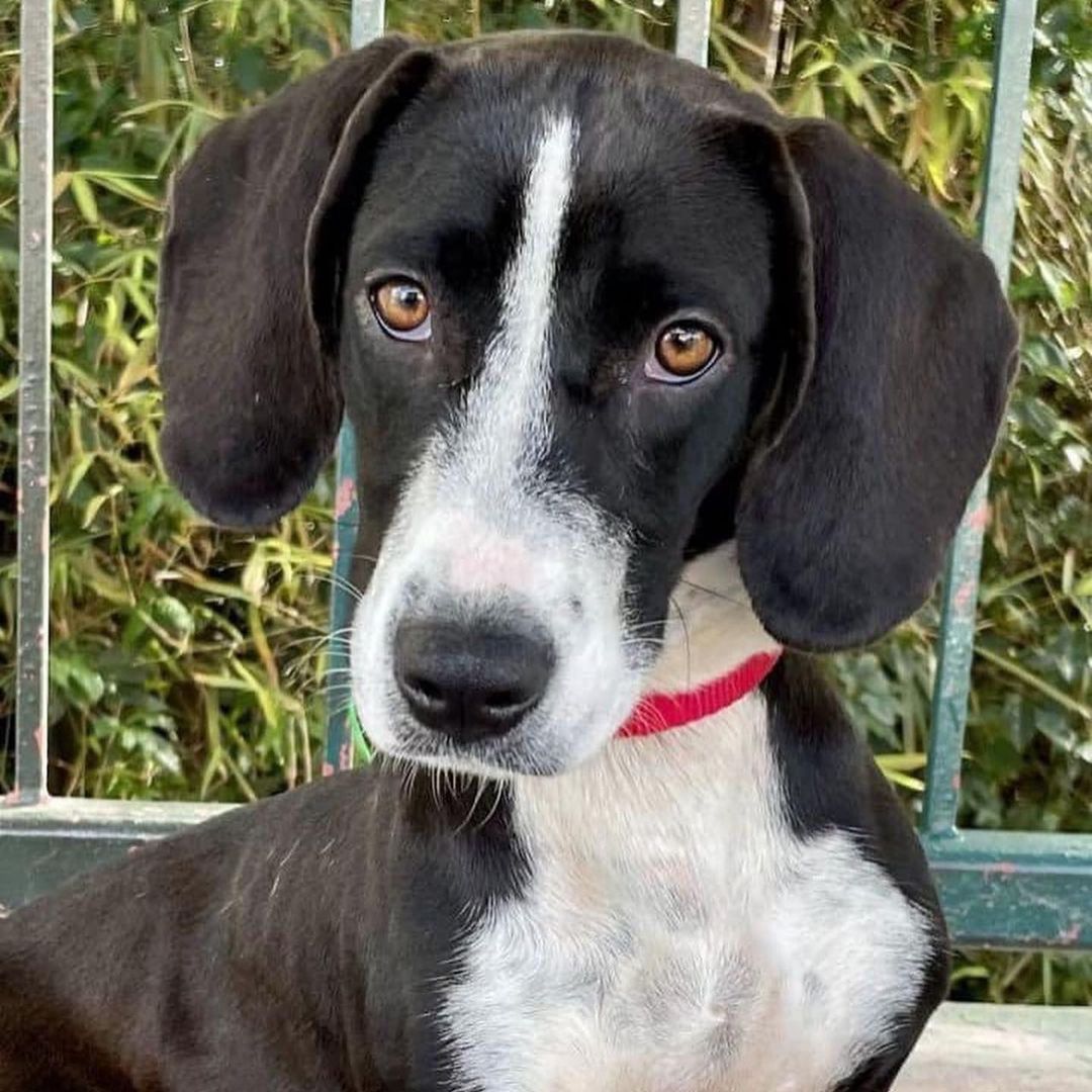 Marlene - our beautiful Bassett Hound/ Pointer mix is <a target='_blank' href='https://www.instagram.com/explore/tags/upforadoption/'>#upforadoption</a> and still looking for a <a target='_blank' href='https://www.instagram.com/explore/tags/foreverhome/'>#foreverhome</a>. Marlene, formerly known as Sinha, is a 30lbs puppy in an adult body. At 18 months, our little bundle of energy thrives with strong leadership and outlets for her energy – long walks, trips to the dog park, a place to run around. She loves other dogs and would be great with another young playful dog to romp with. A fenced in yard would be great! She’s also playful with cats. She is currently being fostered by our trainer who has described her as sweet, playful, fun, affectionate and delightful. She is on her way to being housebroken. We are looking for an active family that will continue to provide her not only with love and affection, but ongoing training and exercise so she can continue to thrive. She is a wonderful dog for the right family. Patience and good leadership is a must for this girl. Marlene is healthy, spayed, UTD on her shots, heart worm neg , microchipped and on preventives.

If you are interested in adopting her, please submit our online adoption application (on our website) and Beth will contact you within 48 hours.
•
•
•
<a target='_blank' href='https://www.instagram.com/explore/tags/adopt/'>#adopt</a> <a target='_blank' href='https://www.instagram.com/explore/tags/adoptdontshop/'>#adoptdontshop</a> <a target='_blank' href='https://www.instagram.com/explore/tags/adoptable/'>#adoptable</a> <a target='_blank' href='https://www.instagram.com/explore/tags/dog/'>#dog</a> <a target='_blank' href='https://www.instagram.com/explore/tags/dogstagram/'>#dogstagram</a> <a target='_blank' href='https://www.instagram.com/explore/tags/petstagram/'>#petstagram</a> <a target='_blank' href='https://www.instagram.com/explore/tags/rescueddogsofinstagram/'>#rescueddogsofinstagram</a> <a target='_blank' href='https://www.instagram.com/explore/tags/rescuedismyfavoritebreed/'>#rescuedismyfavoritebreed</a> <a target='_blank' href='https://www.instagram.com/explore/tags/dogoftheday/'>#dogoftheday</a> <a target='_blank' href='https://www.instagram.com/explore/tags/videooftheday/'>#videooftheday</a> <a target='_blank' href='https://www.instagram.com/explore/tags/helpfindahome/'>#helpfindahome</a> <a target='_blank' href='https://www.instagram.com/explore/tags/strayfromtheheart/'>#strayfromtheheart</a>