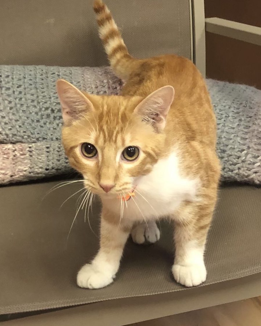 Conan and his siblings came to our shelter after being rescued by a Good Samaritan. He was fostered with other cats and would be a wonderful kitty for any home. Conan MUST be adopted to a home where he will have a feline companion. 

Conan is about 6 months old. He is neutered, vaccinated, microchipped, feline leukemia/AIDS negative, and is current on flea/tick preventative. 

To meet this sweetheart, please visit our website www.HalfwayHomeRescue.org and complete an adoption application.

<a target='_blank' href='https://www.instagram.com/explore/tags/adoptdontshop/'>#adoptdontshop</a> <a target='_blank' href='https://www.instagram.com/explore/tags/rescuecatsrock/'>#rescuecatsrock</a> <a target='_blank' href='https://www.instagram.com/explore/tags/ctrescuecats/'>#ctrescuecats</a> <a target='_blank' href='https://www.instagram.com/explore/tags/rescuecat/'>#rescuecat</a> <a target='_blank' href='https://www.instagram.com/explore/tags/sheltercat/'>#sheltercat</a> <a target='_blank' href='https://www.instagram.com/explore/tags/adoptme/'>#adoptme</a> <a target='_blank' href='https://www.instagram.com/explore/tags/adoptasheltercat/'>#adoptasheltercat</a> <a target='_blank' href='https://www.instagram.com/explore/tags/adoptarescuecat/'>#adoptarescuecat</a> <a target='_blank' href='https://www.instagram.com/explore/tags/adoptableinct/'>#adoptableinct</a> <a target='_blank' href='https://www.instagram.com/explore/tags/connecticut/'>#connecticut</a> <a target='_blank' href='https://www.instagram.com/explore/tags/adoptmect/'>#adoptmect</a> <a target='_blank' href='https://www.instagram.com/explore/tags/availableforadoption/'>#availableforadoption</a> <a target='_blank' href='https://www.instagram.com/explore/tags/adoptapet/'>#adoptapet</a> <a target='_blank' href='https://www.instagram.com/explore/tags/adoptionsaveslives/'>#adoptionsaveslives</a> <a target='_blank' href='https://www.instagram.com/explore/tags/mustlovecats/'>#mustlovecats</a> <a target='_blank' href='https://www.instagram.com/explore/tags/hhrconan/'>#hhrconan</a> <a target='_blank' href='https://www.instagram.com/explore/tags/halfwayhomerescueinc/'>#halfwayhomerescueinc</a>