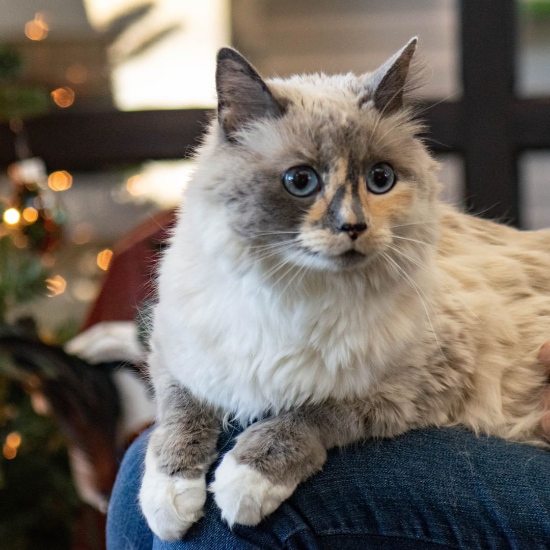 7 Ways to Make the Holidays Safer for Pets🐈🐕
​
Nothing can spoil holiday cheer like an emergency visit to a veterinary clinic. These seven tips can help prevent a holiday disaster with your pets.

🐾Keep people food out of the reach of your pet, and ask your guests to do the same.
🐾Make sure your pet doesn't have any access to treats, especially those containing chocolate, xylitol, grapes/raisins, onions or other toxic foods.
🐾Don't leave your pet alone in the room with lit candles, a decorated tree or potpourri.
🐾Keep holiday plants (especially holly, mistletoe and lillies) out of reach of pets.
🐾Consider leaving the tinsel off your tree if you have a cat.
🐾Secure your Christmas tree to keep it from falling over if your dog bumps it or your cat climbs it. Hanging lemon-scented car air fresheners in the tree may deter your cat from climbing it.
🐾Provide a safe place for your pet to escape the excitement (such as a kennel, crate, perching place, scratching post shelf or hiding place) if you’re entertaining guests. If your pet is excitable or scared, consider putting your pet in another room with some toys and a comfortable bed.

Go to AVMA.org for more winter holiday pet safety tips.

Credit: AVMA