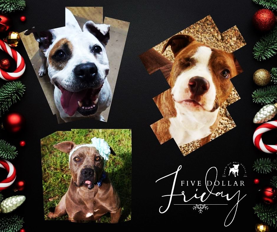 Just look at this beautiful, adore-a-bull faces.
Don't they just make you want to <a target='_blank' href='https://www.instagram.com/explore/tags/donate/'>#donate</a> for their December sponsorship? :)

<a target='_blank' href='https://www.instagram.com/explore/tags/FiveDollarFriday/'>#FiveDollarFriday</a> 
<a target='_blank' href='https://www.instagram.com/explore/tags/adorabull/'>#adorabull</a> 

Venmo --> Shaw-PBR
CashApp --> $ShawPBR