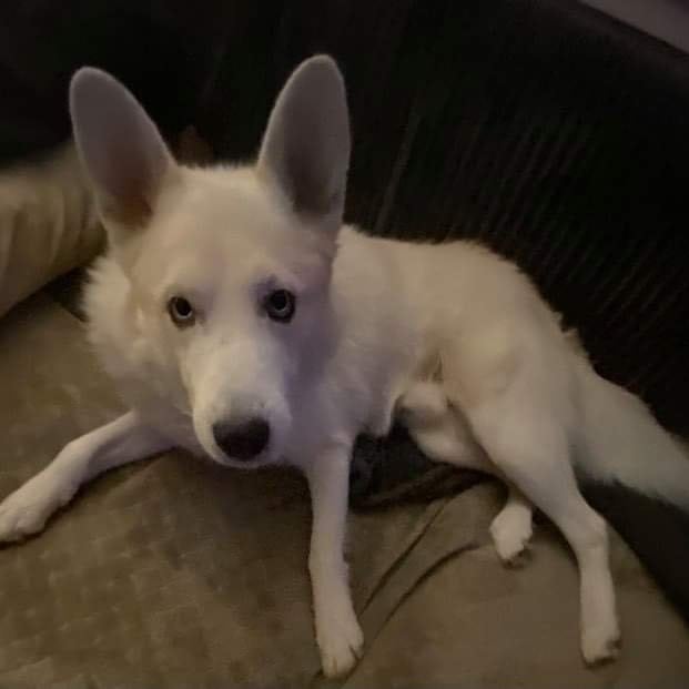 Bear is a 2 year old Samoyed Husky mix.  He is a super sweet boy that loves to cuddle.  He is good with Dogs, cats, and kids.

Apply online at the website below:

https://petlover.petstablished.com/pets/public/1228801