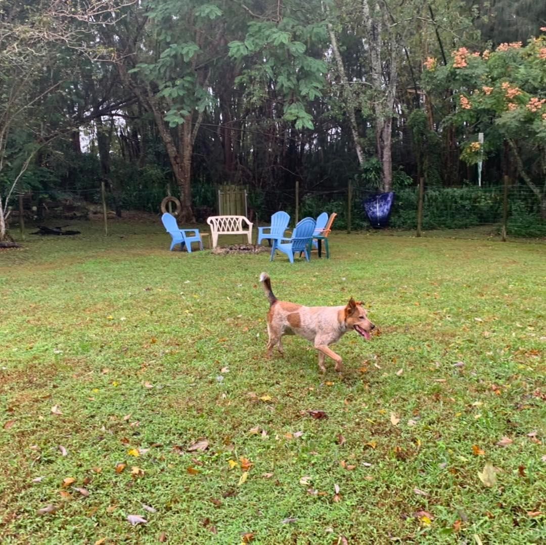 Our sweet Bindi has found her forever home.  Love at first sight!  Bindi is ADOPTED! <a target='_blank' href='https://www.instagram.com/explore/tags/bindi/'>#bindi</a> <a target='_blank' href='https://www.instagram.com/explore/tags/heeler/'>#heeler</a>